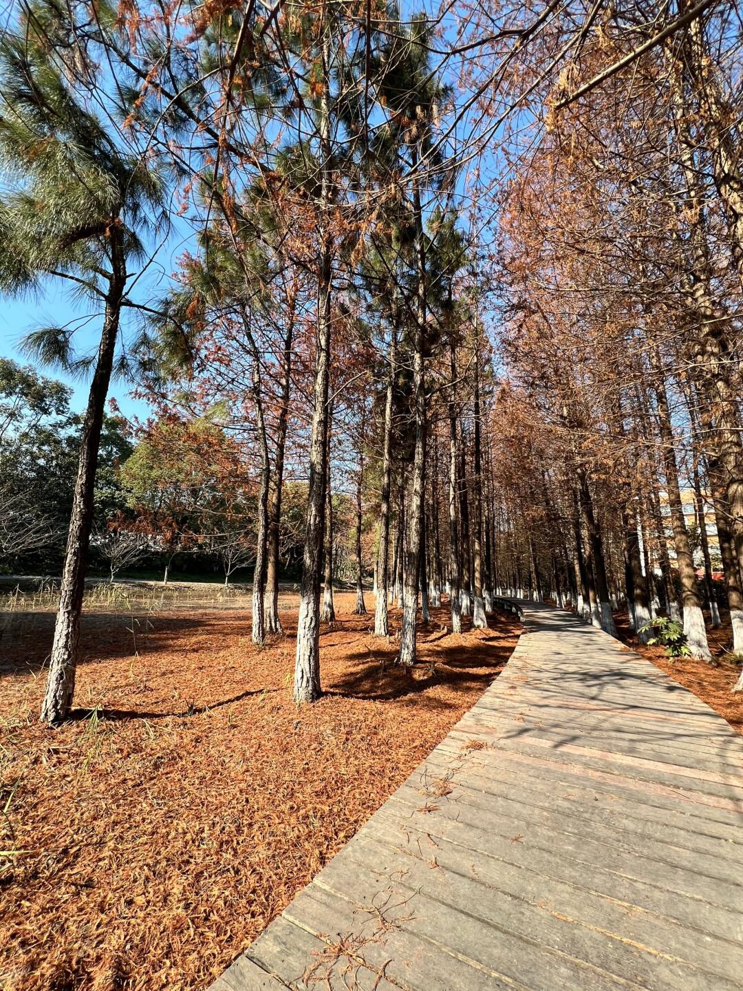 暨阳湖国家生态公园旅行图片 2