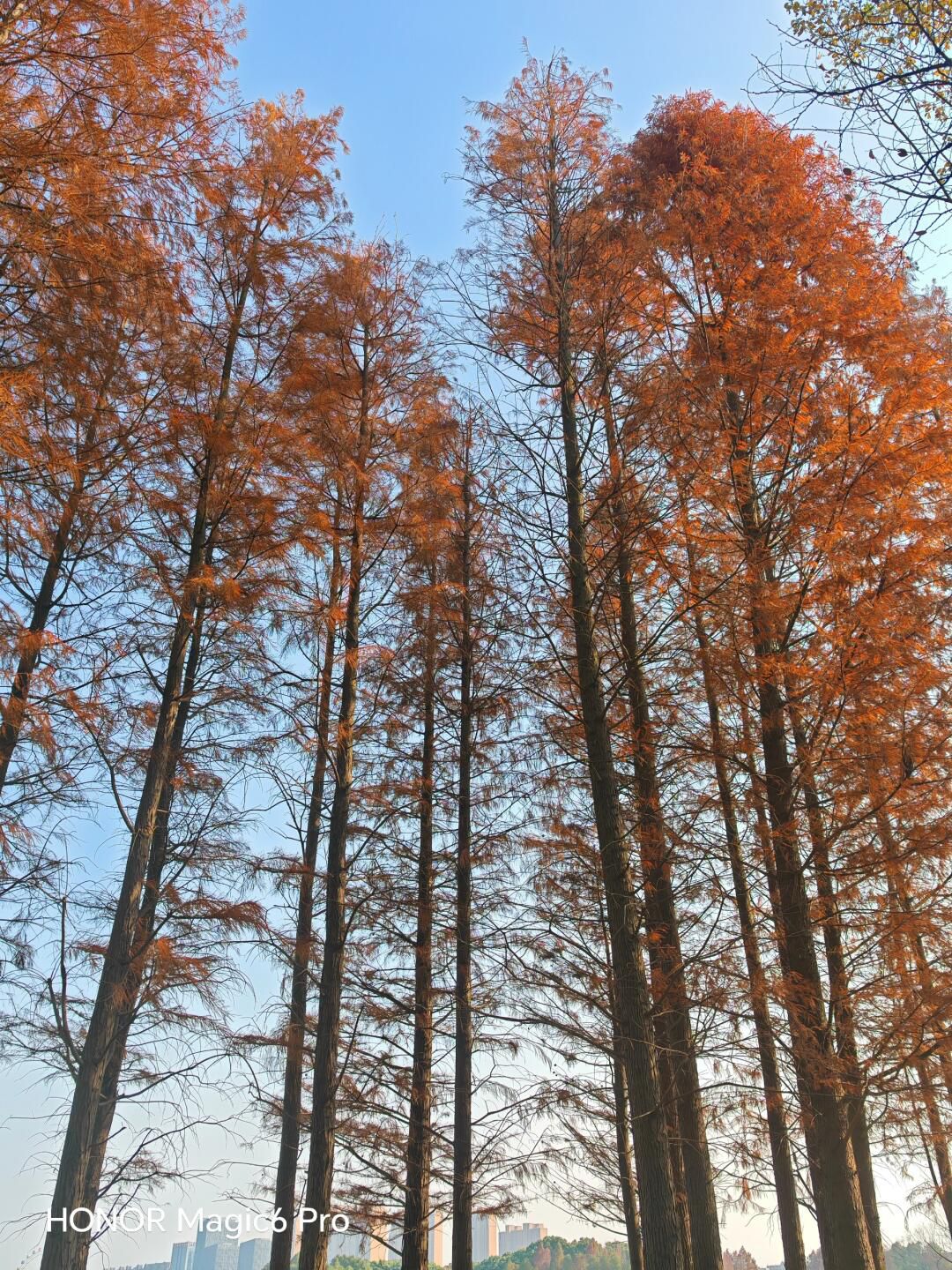 暨阳湖国家生态公园旅行图片 1