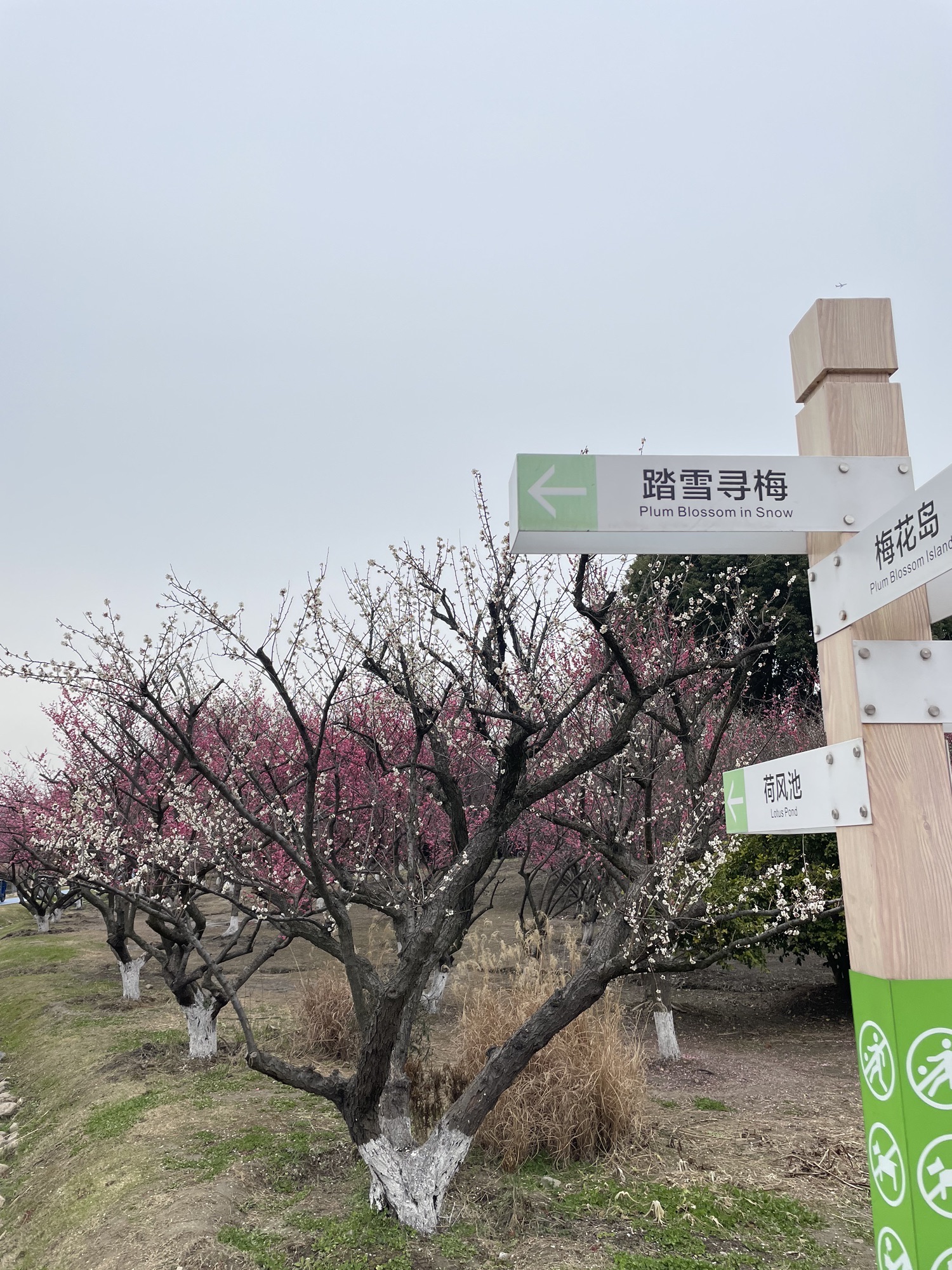 黄桥梅花园旅行图片 2