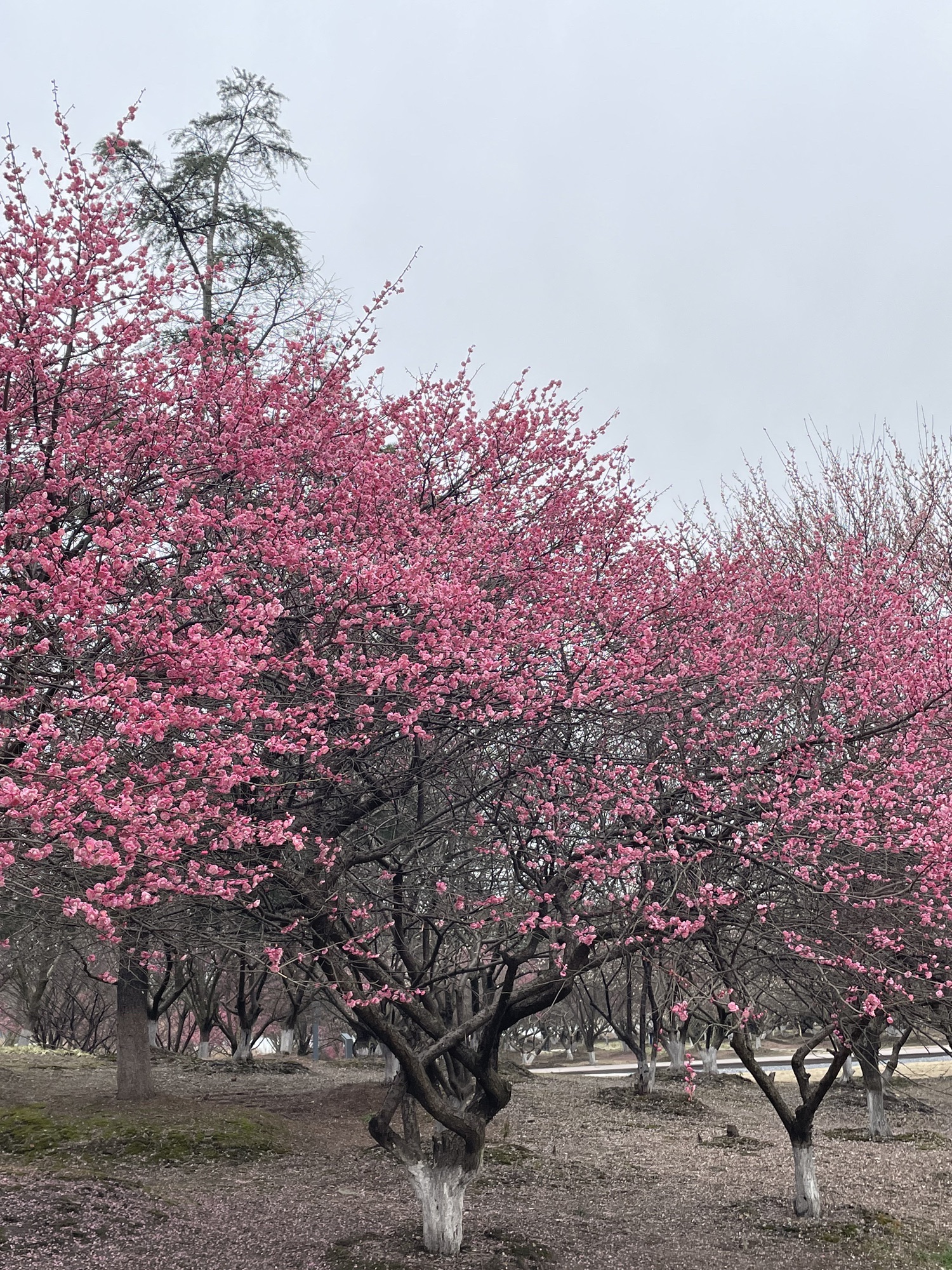 黄桥梅花园旅行图片 1
