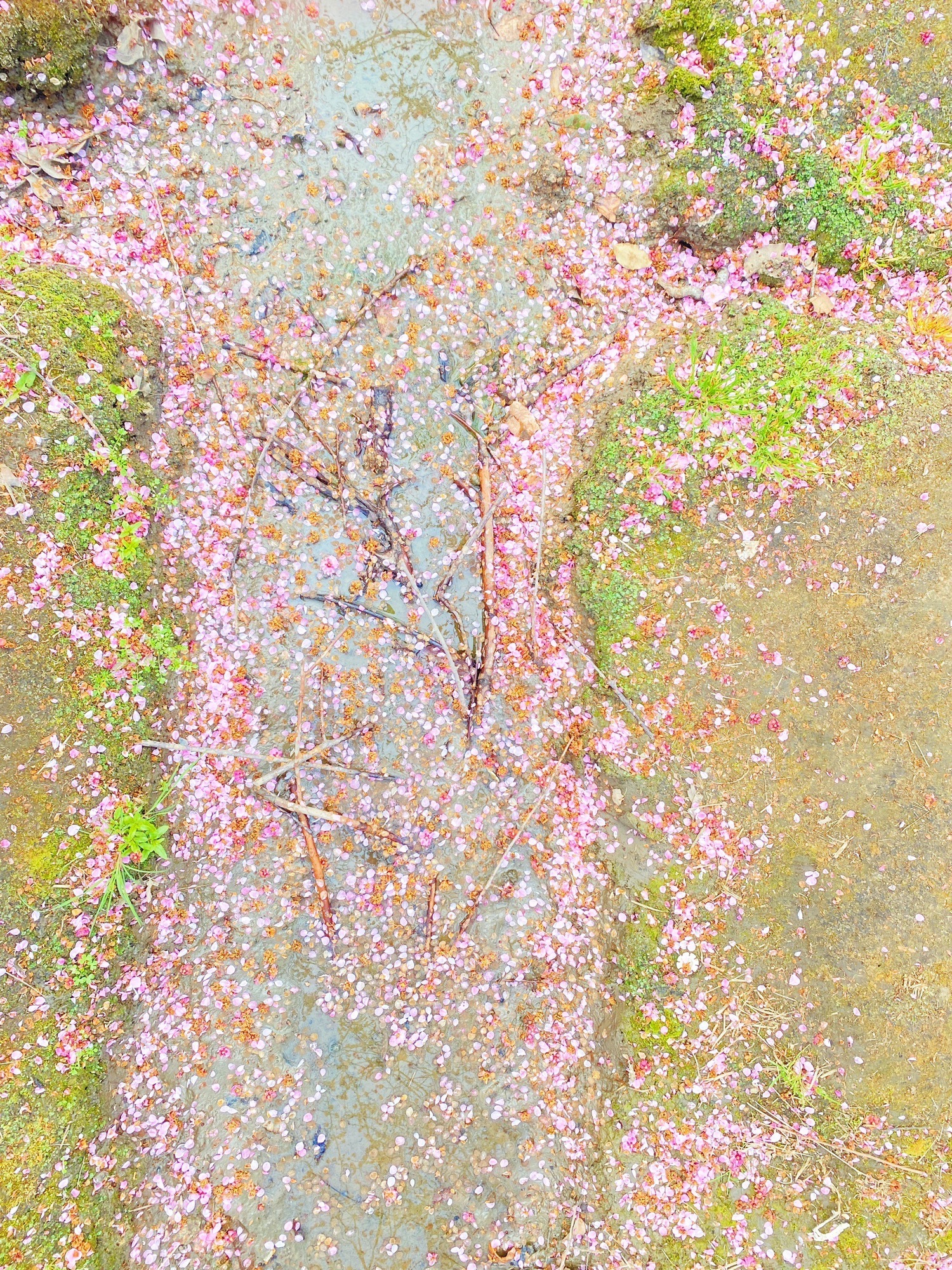 黄桥梅花园旅行图片 2