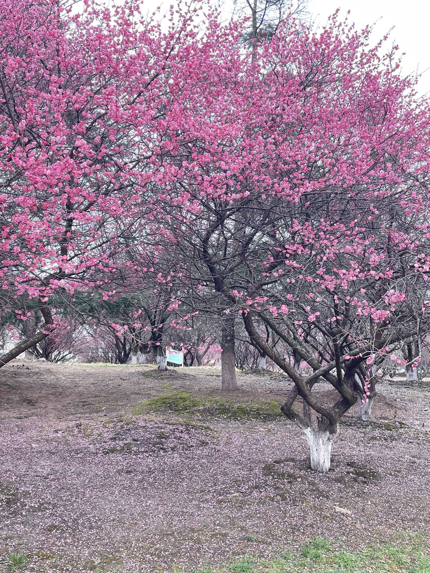 黄桥梅花园旅行图片 3