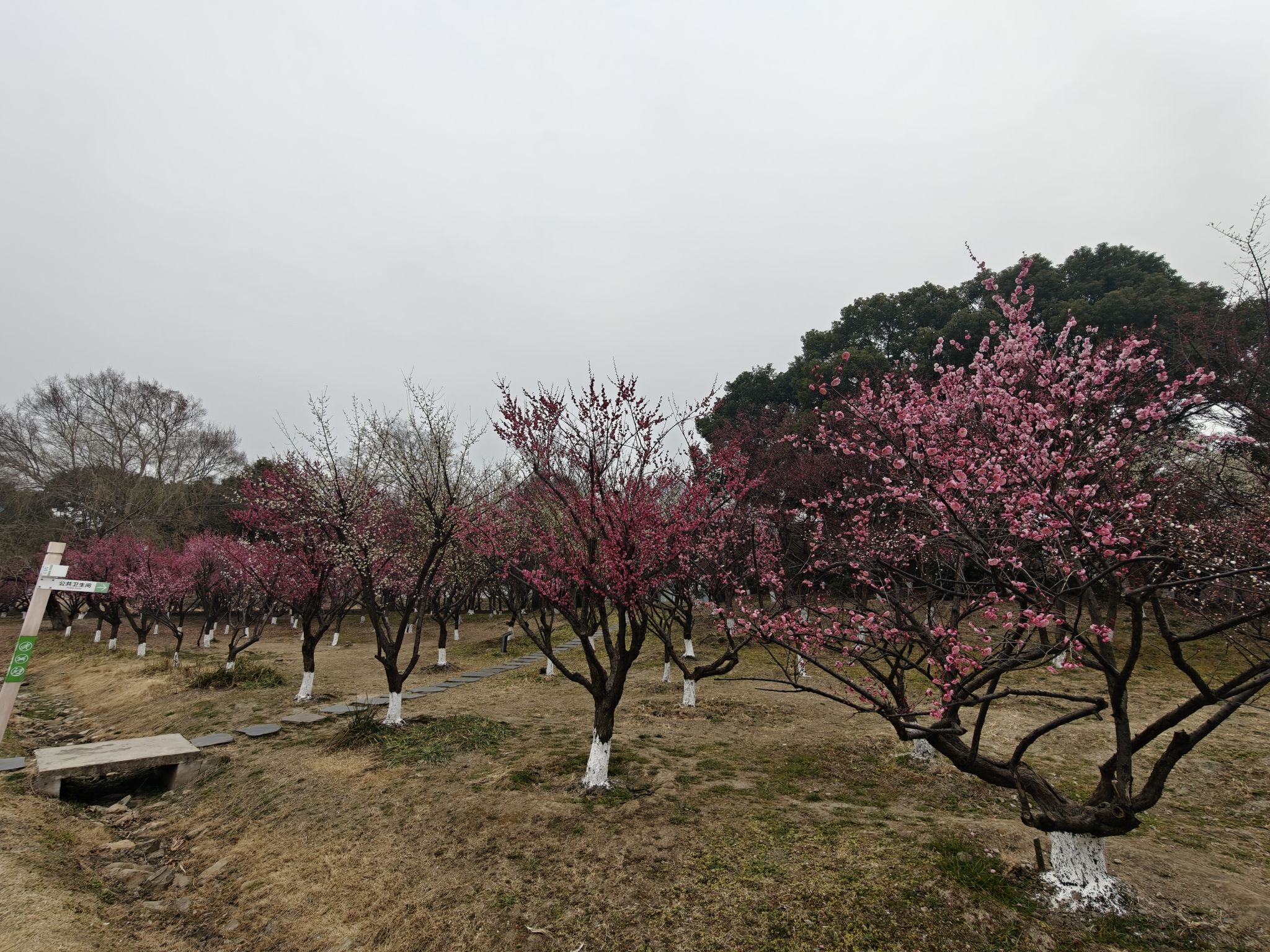 黄桥梅花园旅行图片 2