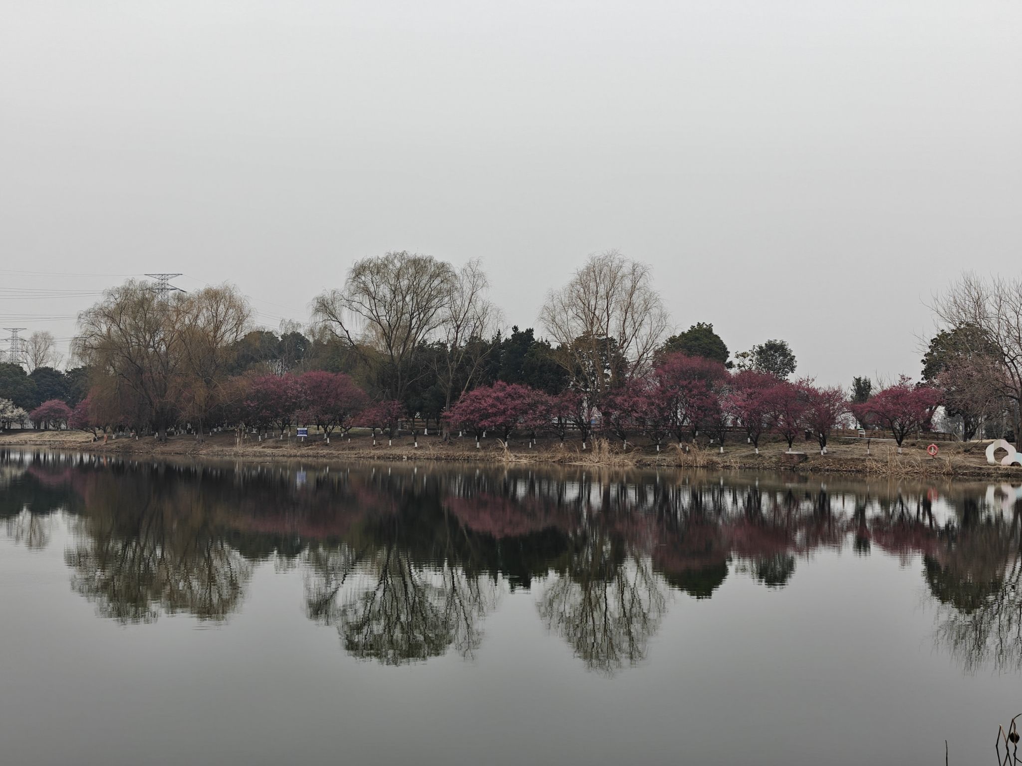 黄桥梅花园旅行图片 1