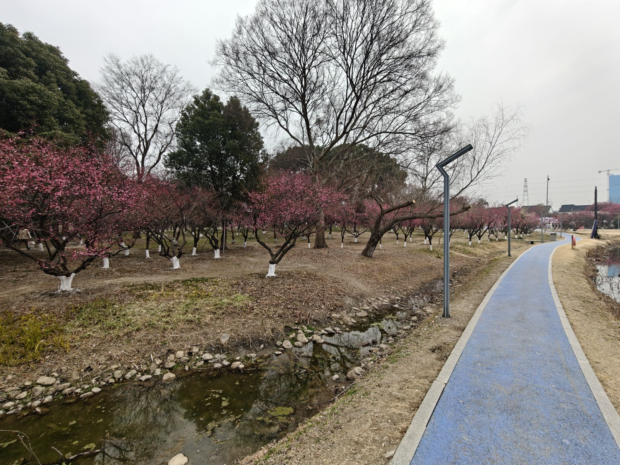 黄桥梅花园旅行图片 3