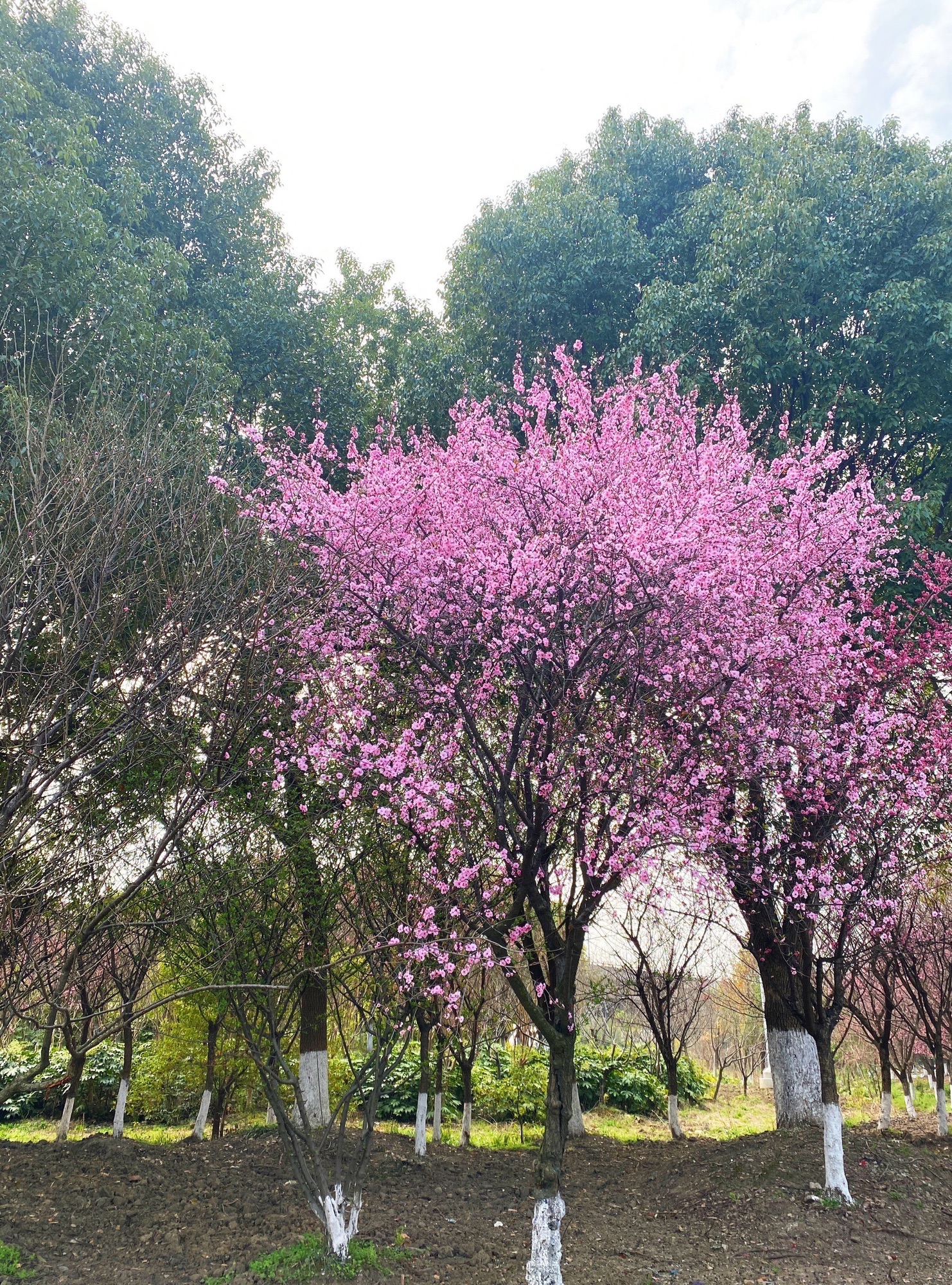 黄桥梅花园旅行图片 3