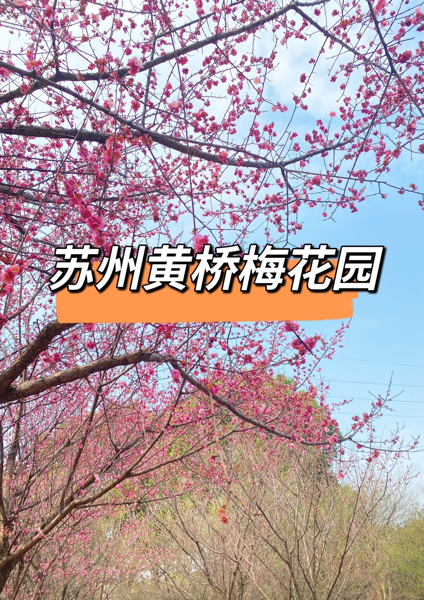 黄桥梅花园旅行图片 1