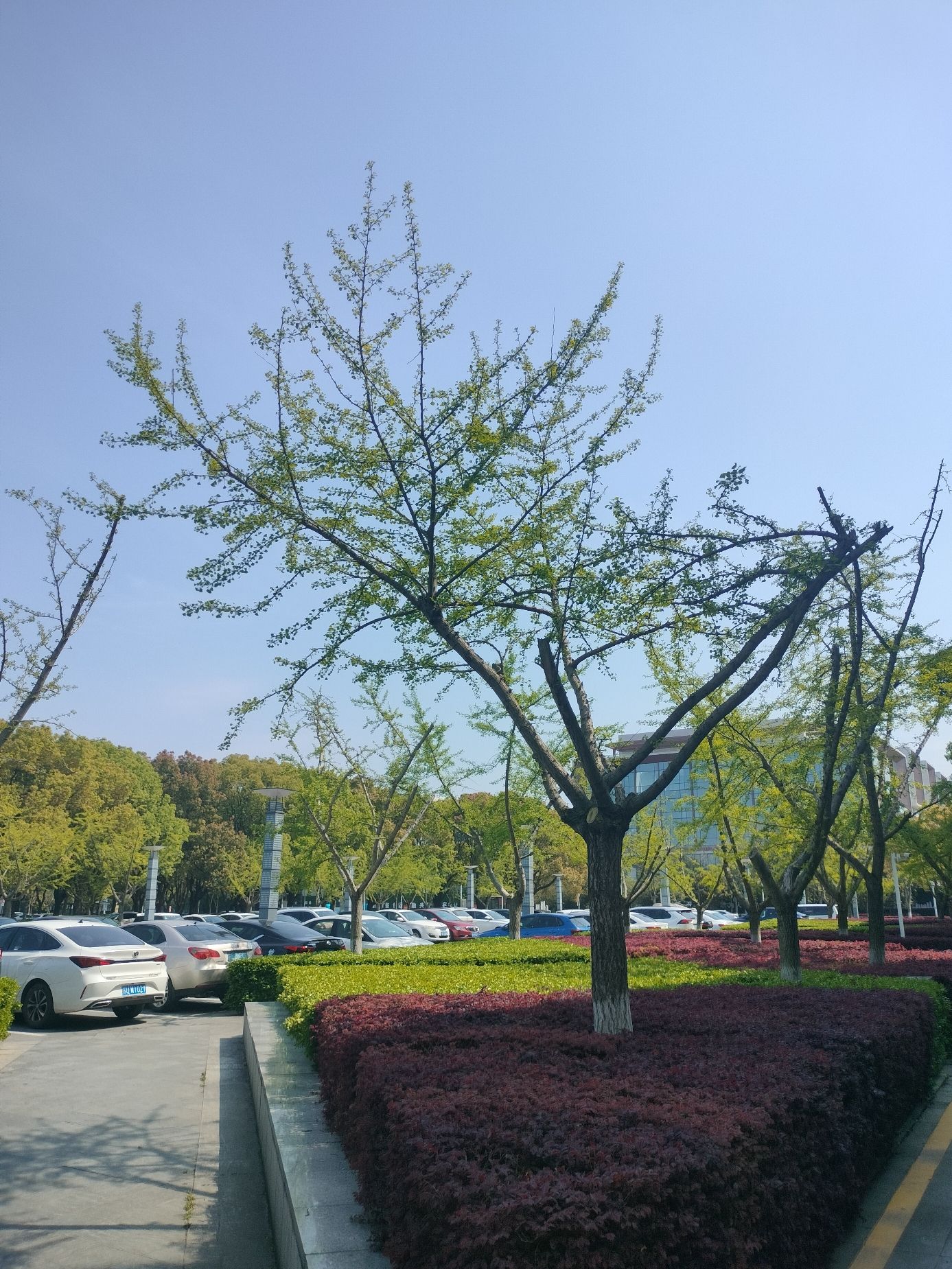 白鹭园旅行图片 3