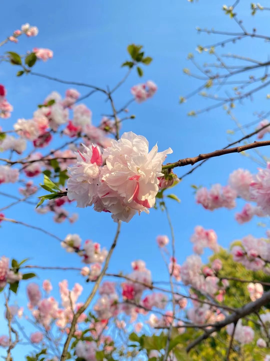 如东县人民公园旅行图片 1