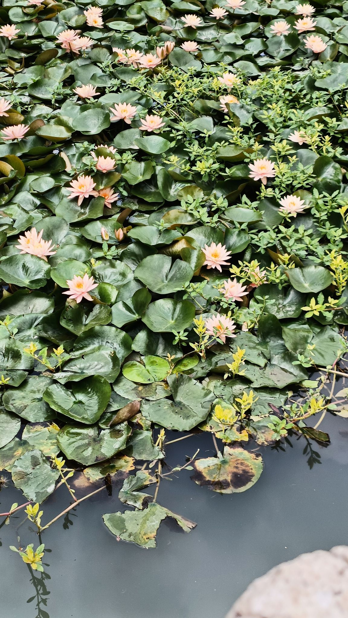 南通濠河风景名胜区旅行图片 2