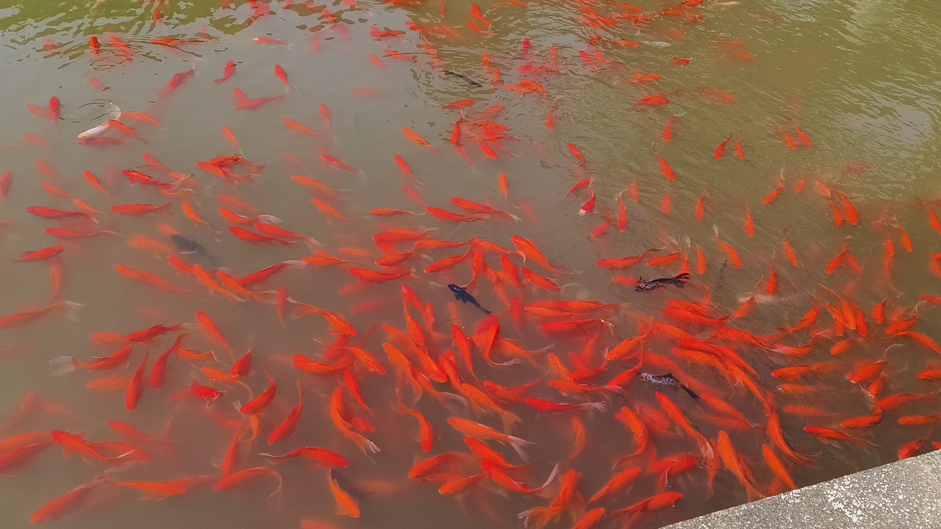 啬园旅行图片 1