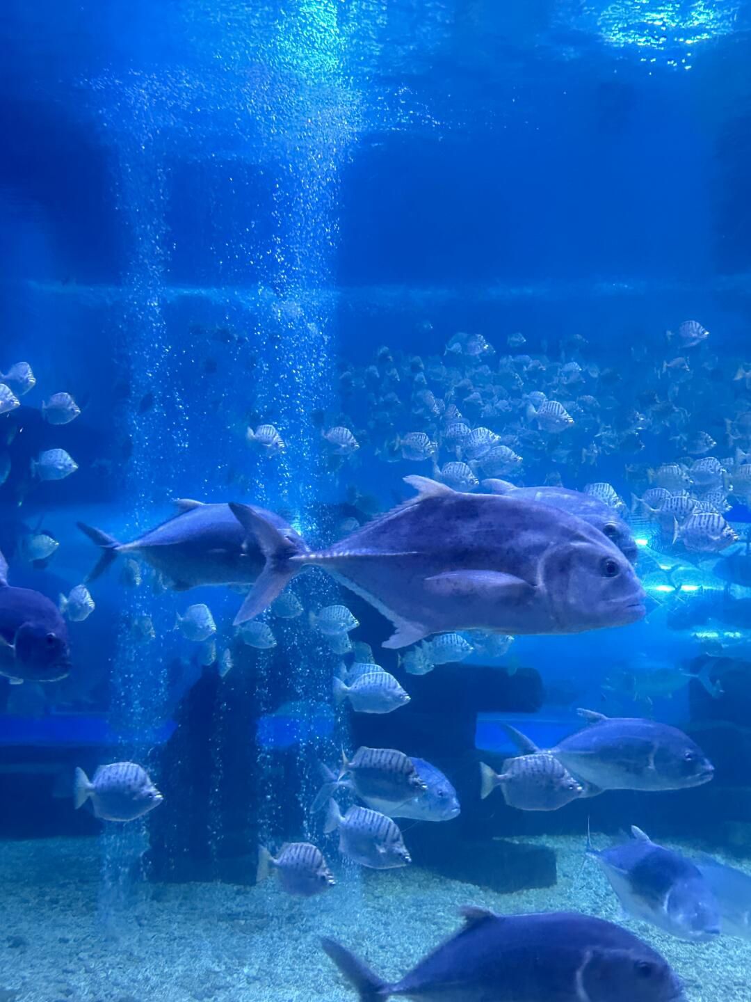 南通海底世界旅行图片 2