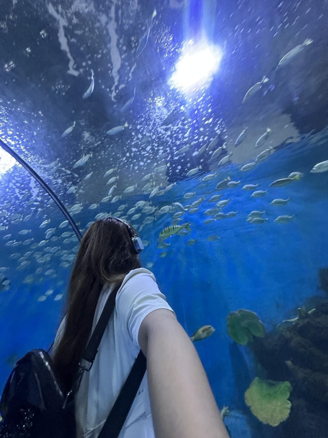南通海底世界旅行图片 3