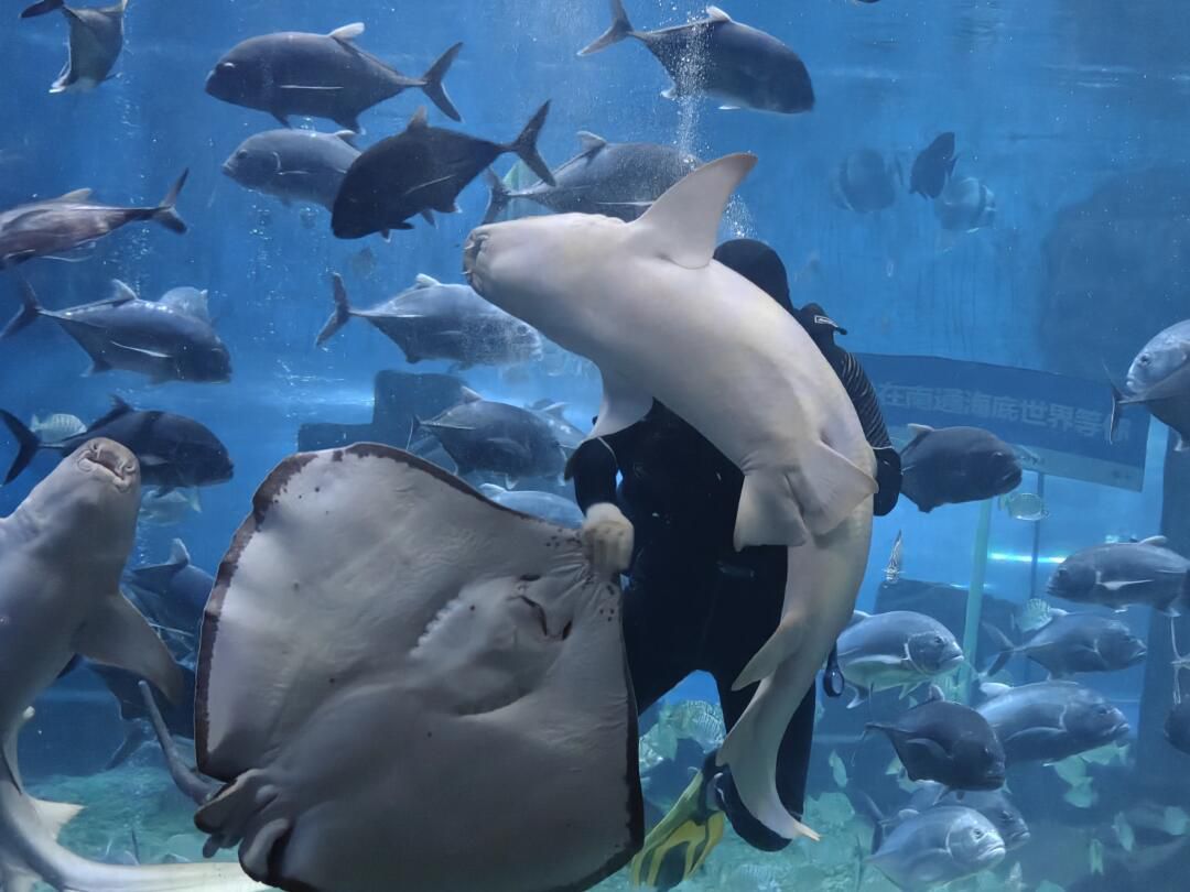 南通海底世界旅行图片 1