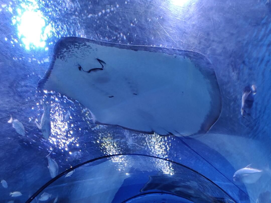 南通海底世界旅行图片 3
