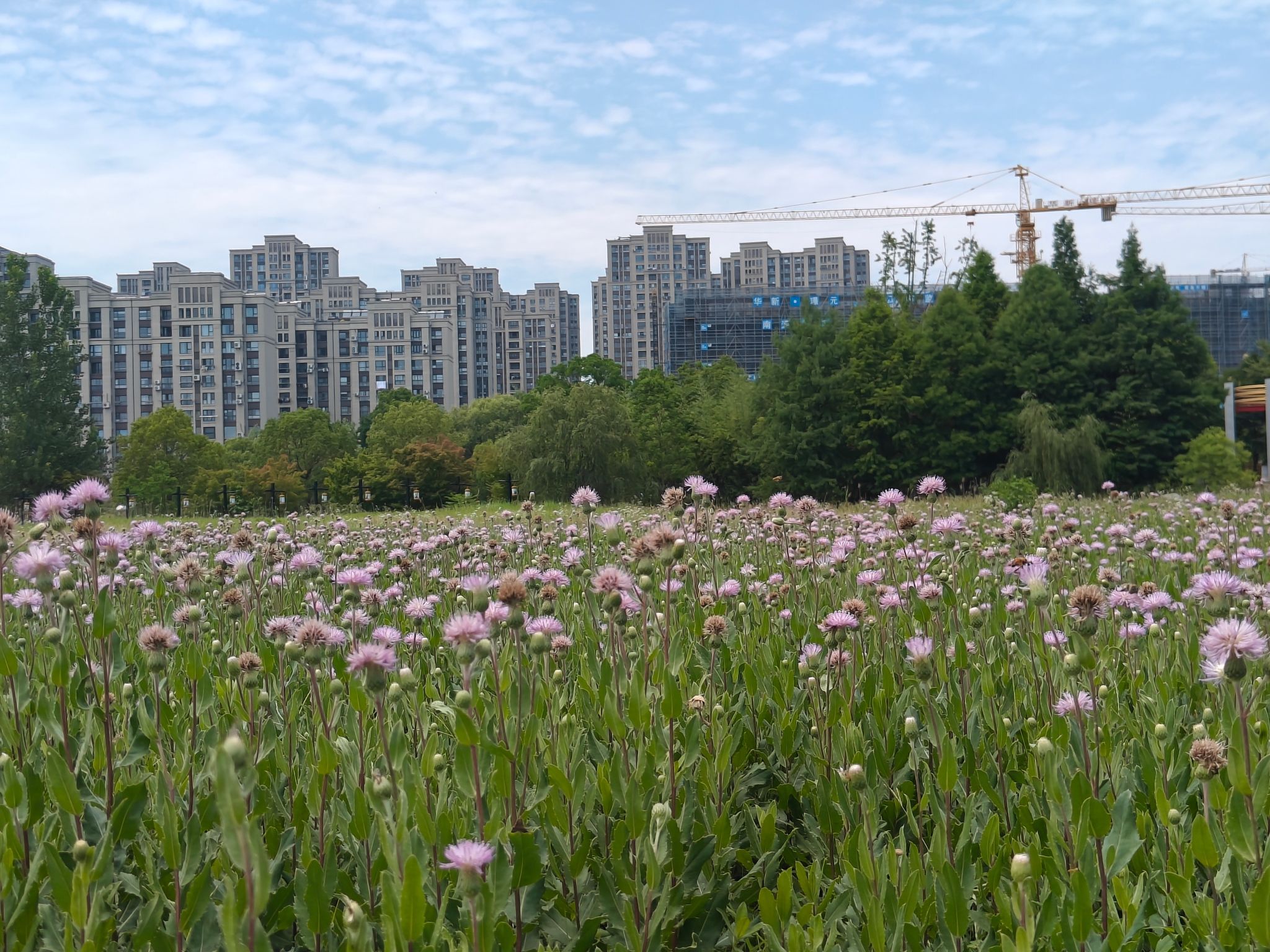 七星湖生态园旅行图片 1