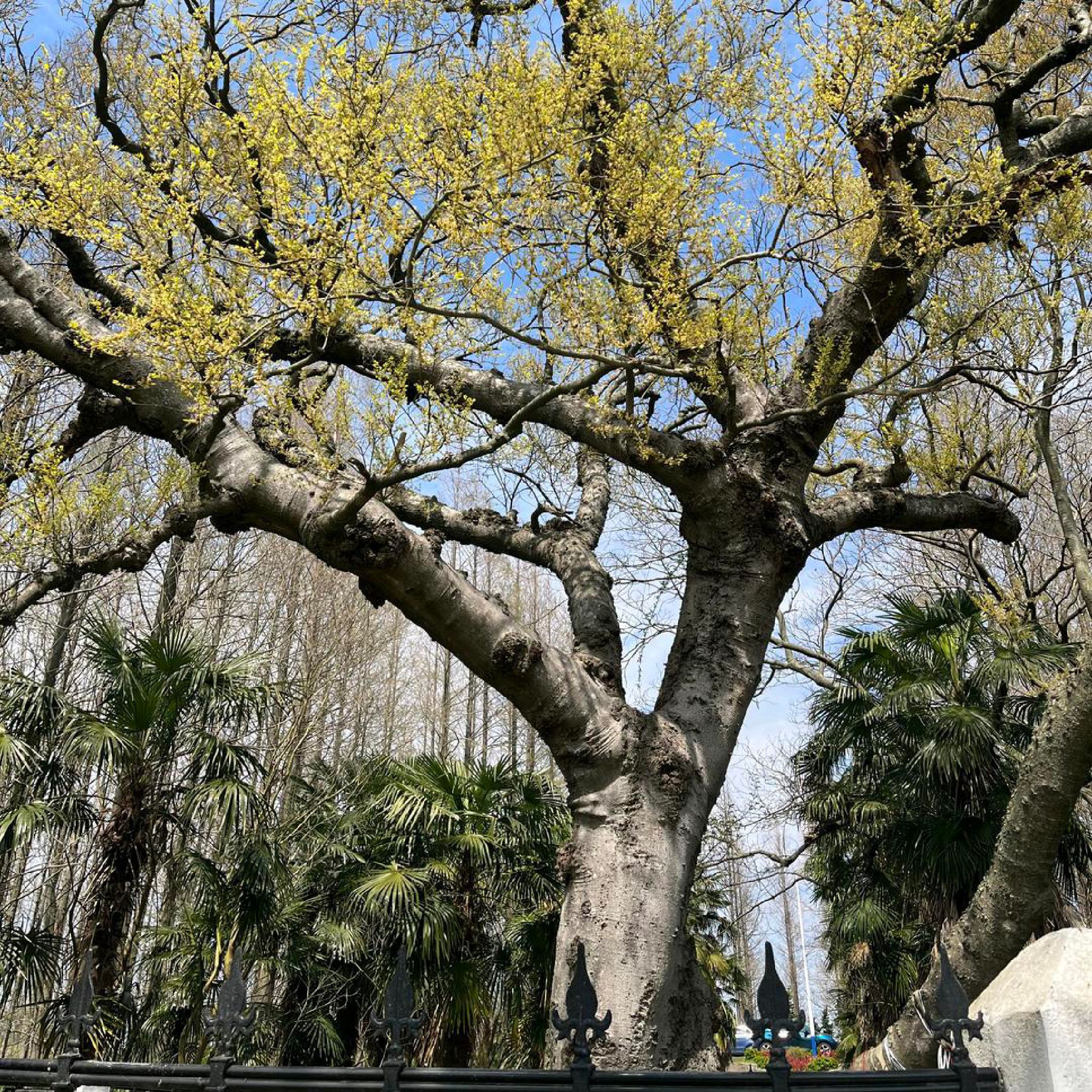 千里海堤第一树蓬蓬树旅行图片 2