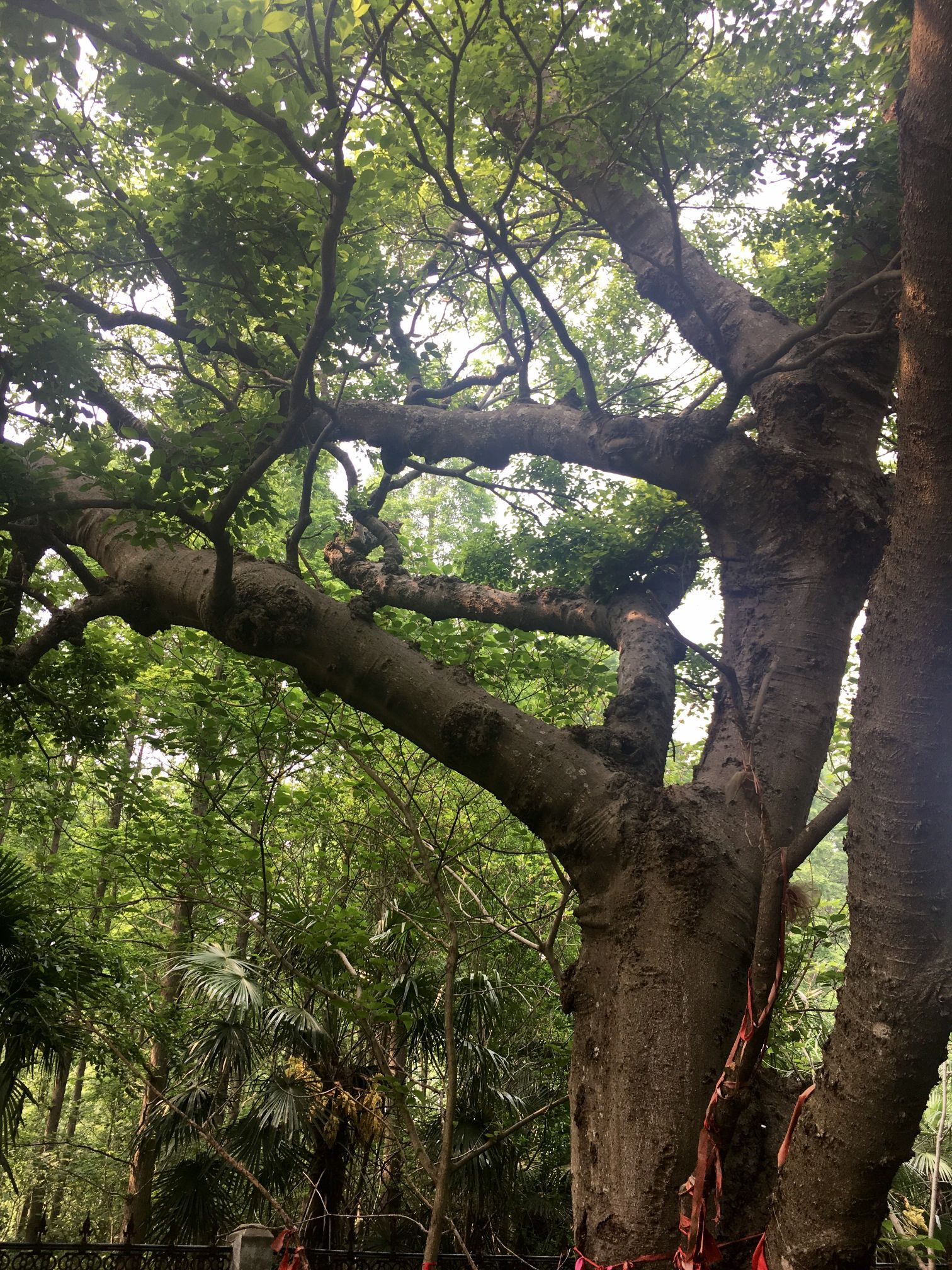 千里海堤第一树蓬蓬树旅行图片