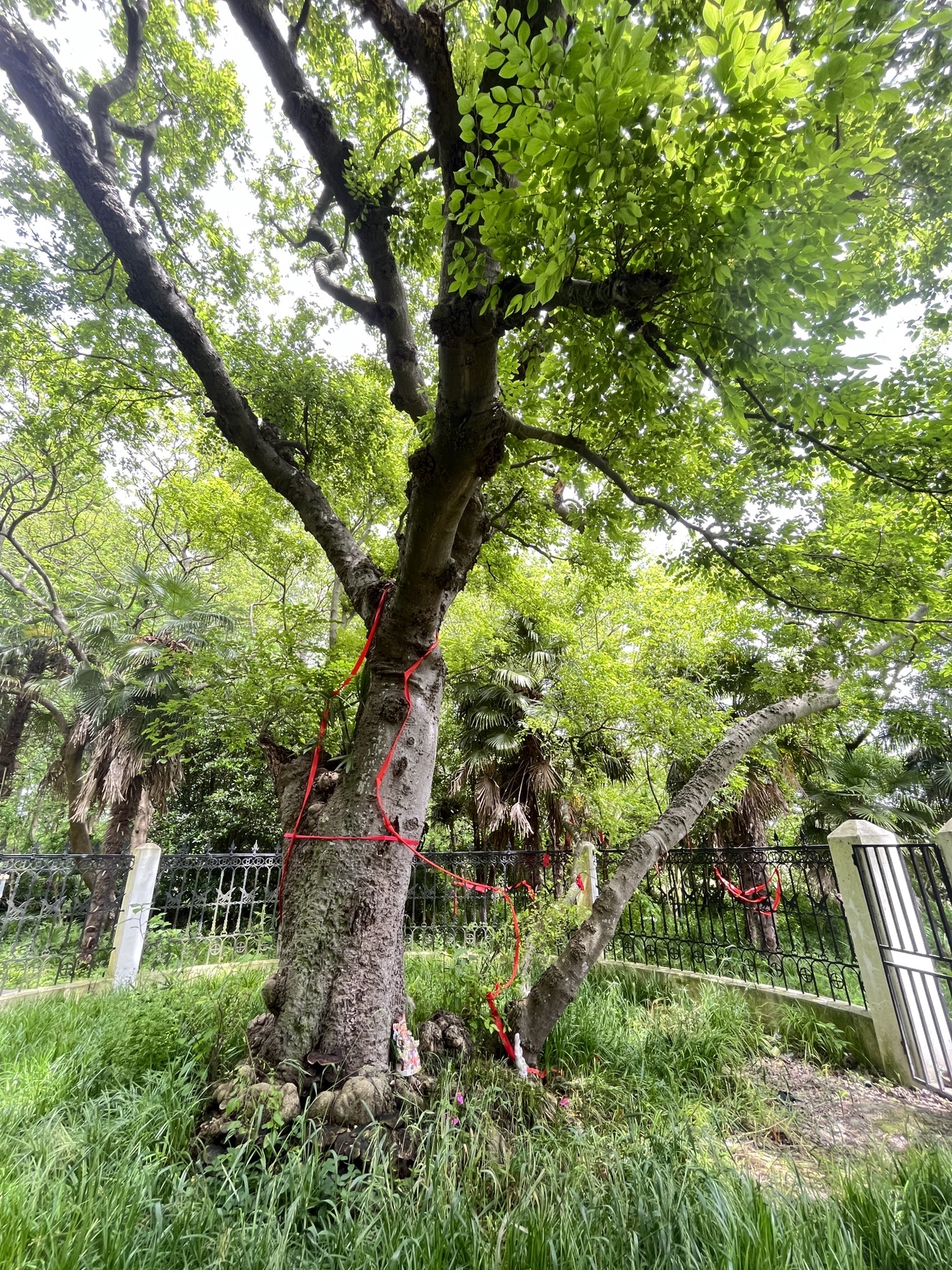 千里海堤第一树蓬蓬树旅行图片 3