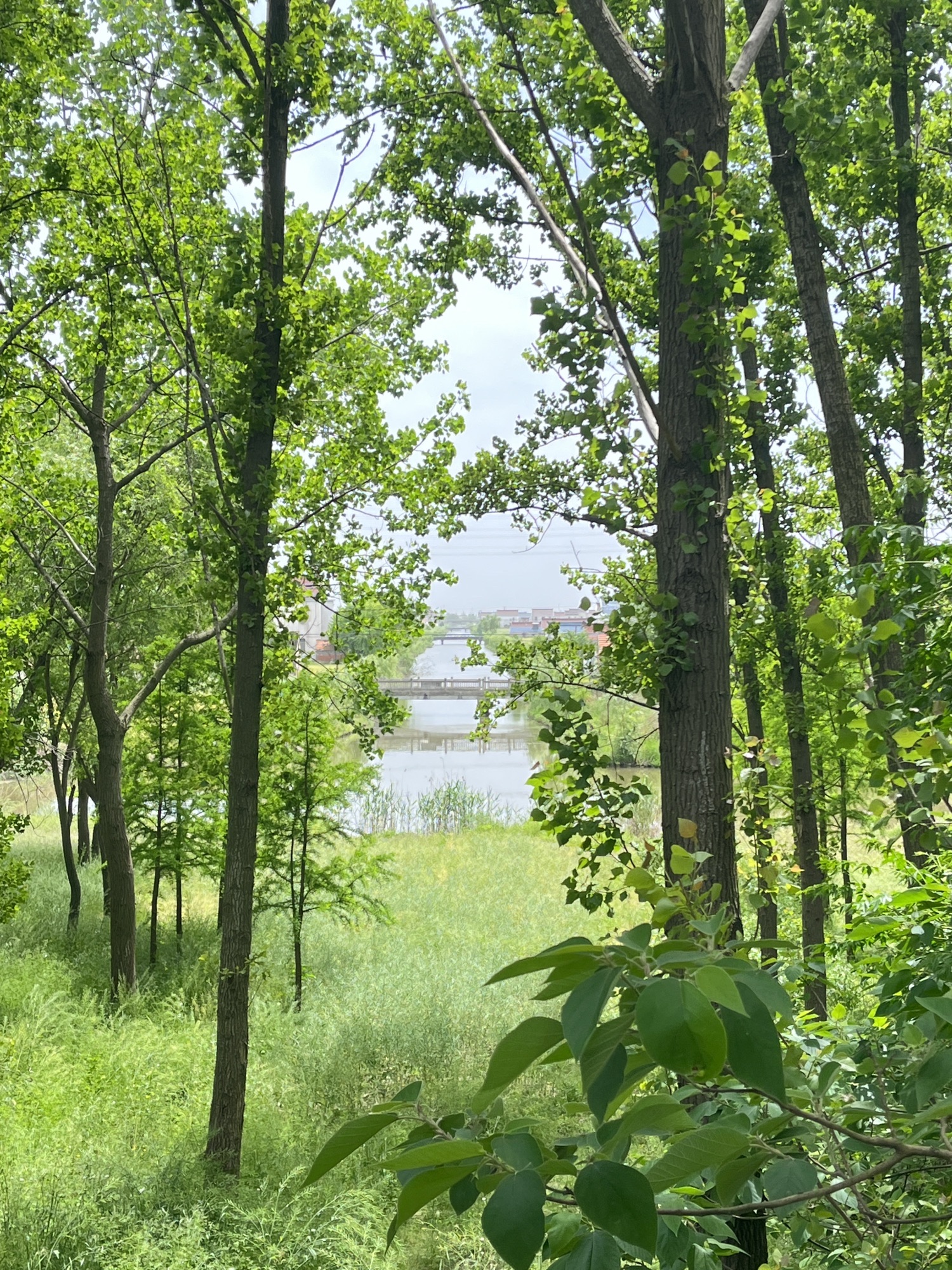 千里海堤第一树蓬蓬树旅行图片 1