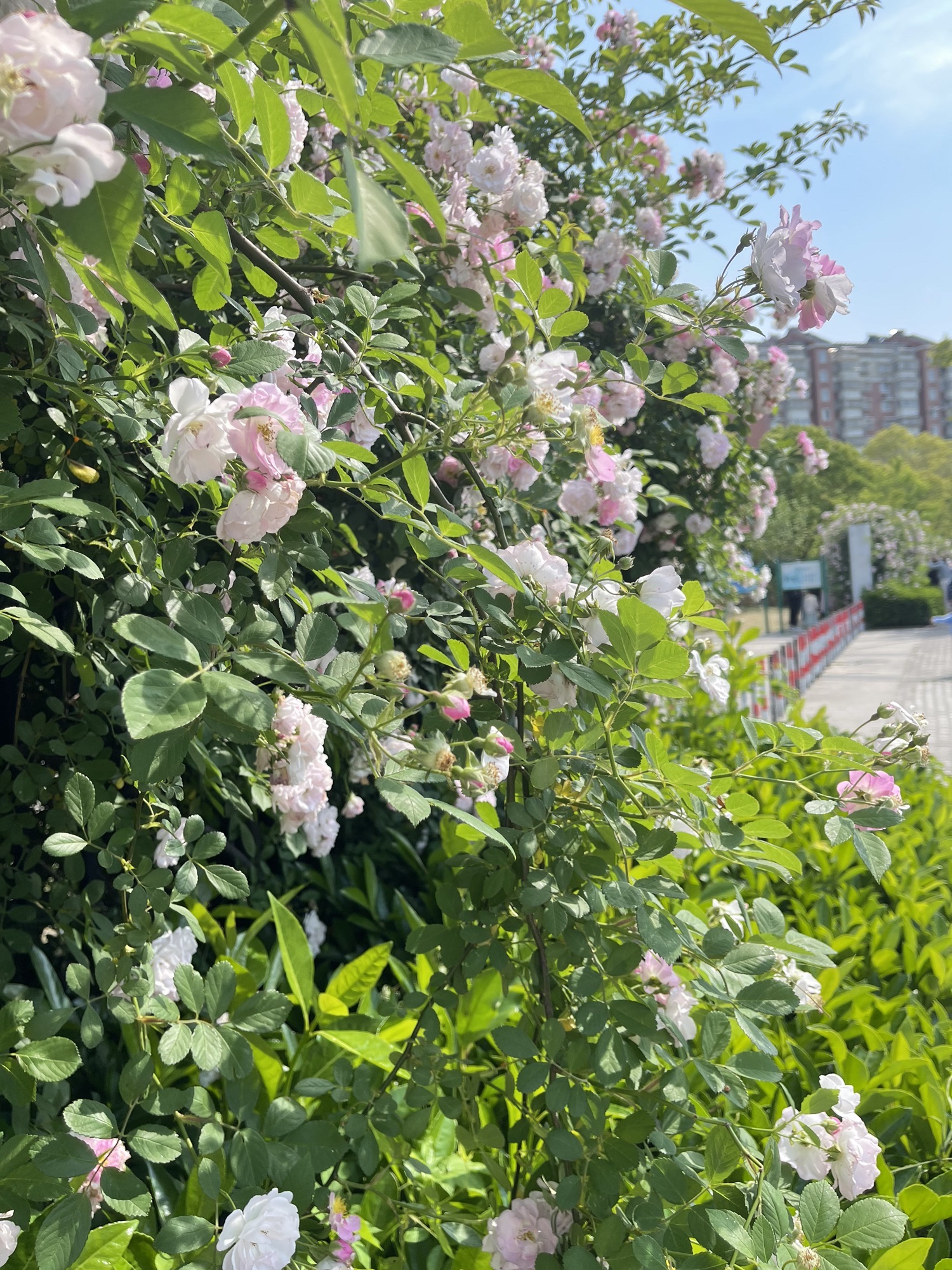 龙潭公园旅行图片 1