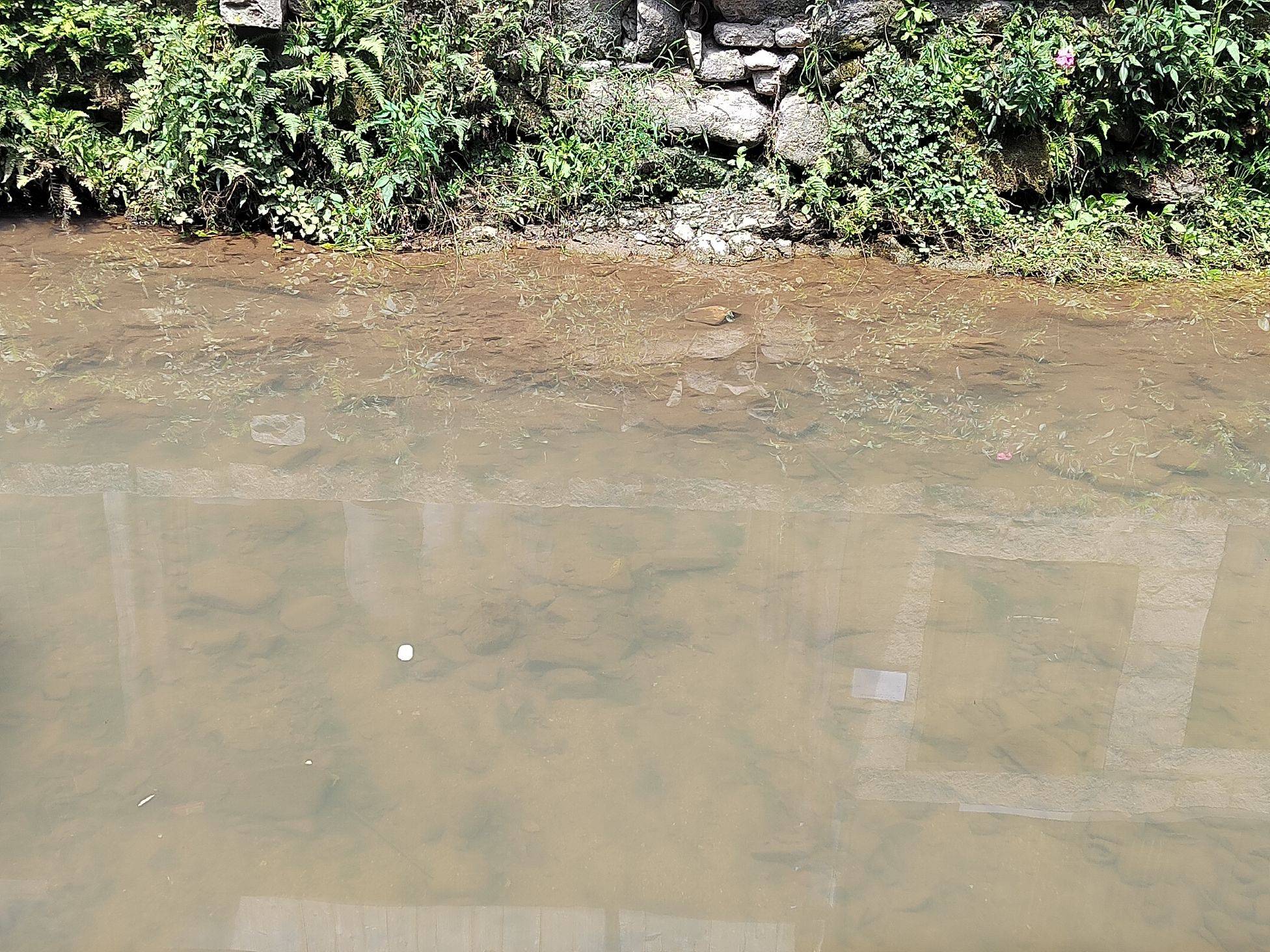 长江药用植物园旅行图片 1