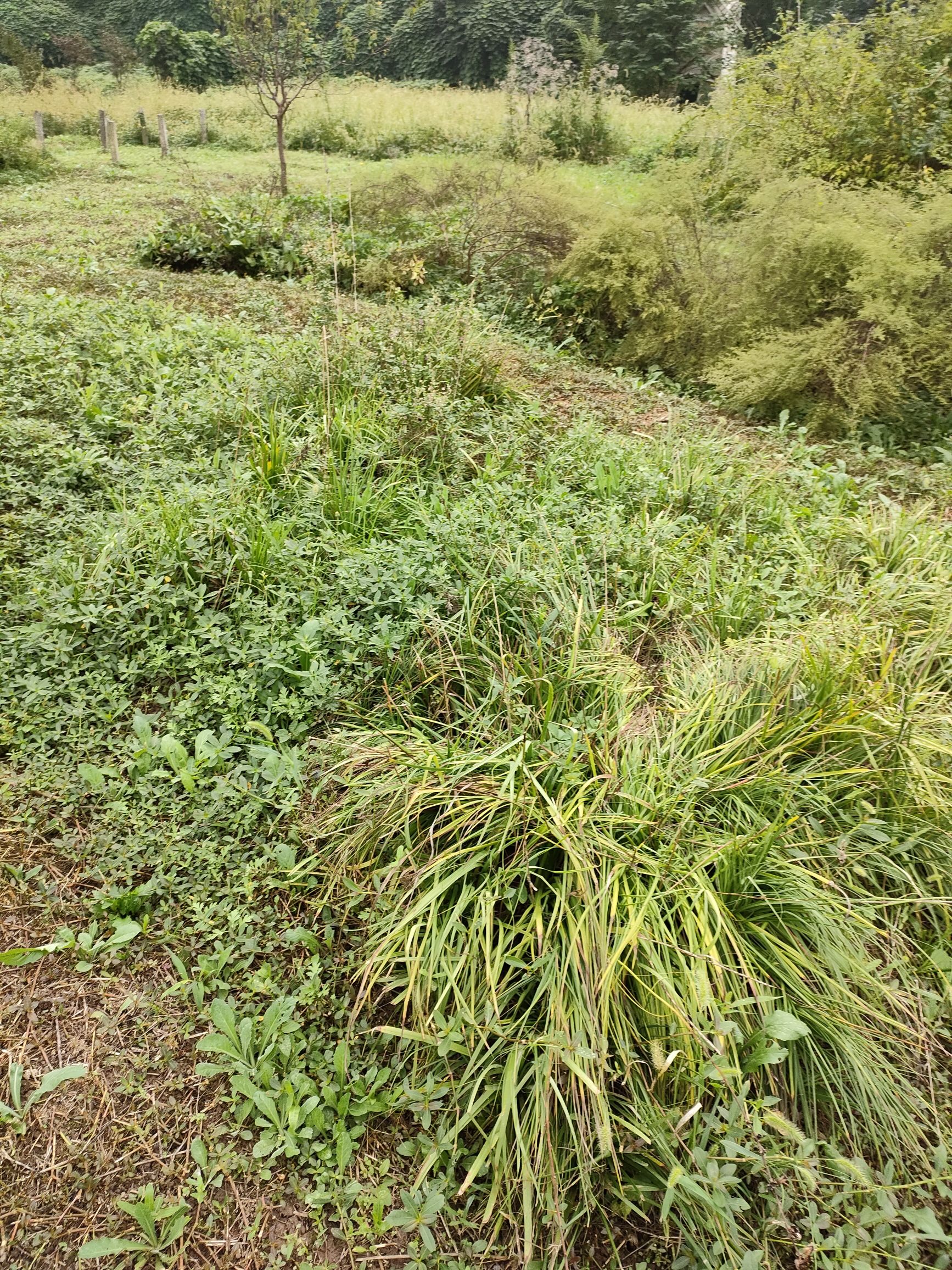 长江药用植物园旅行图片 3