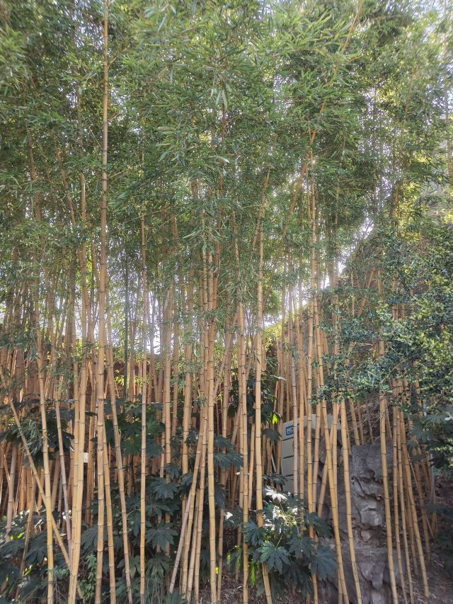 何园旅行图片 3