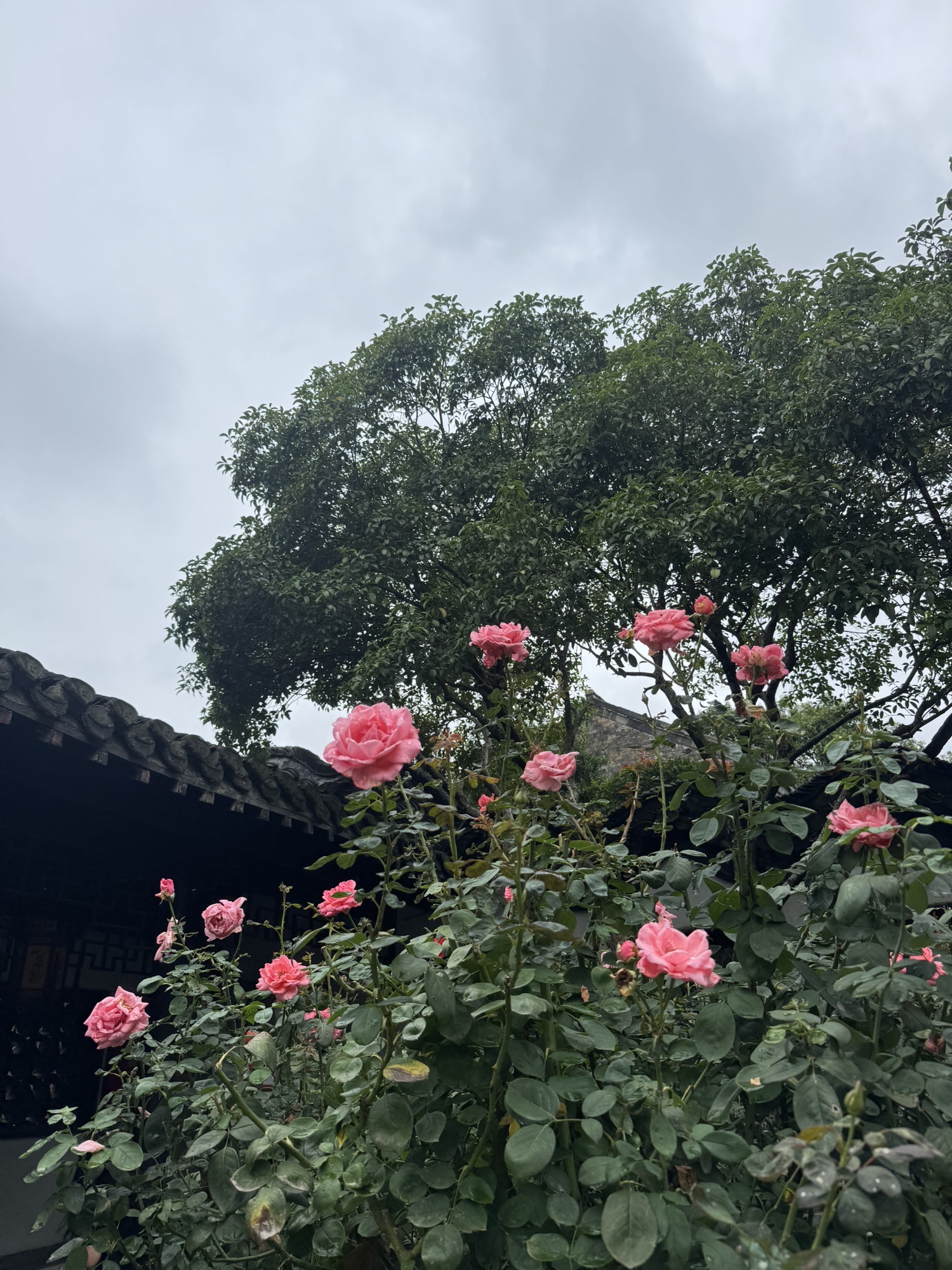 何园旅行图片 3
