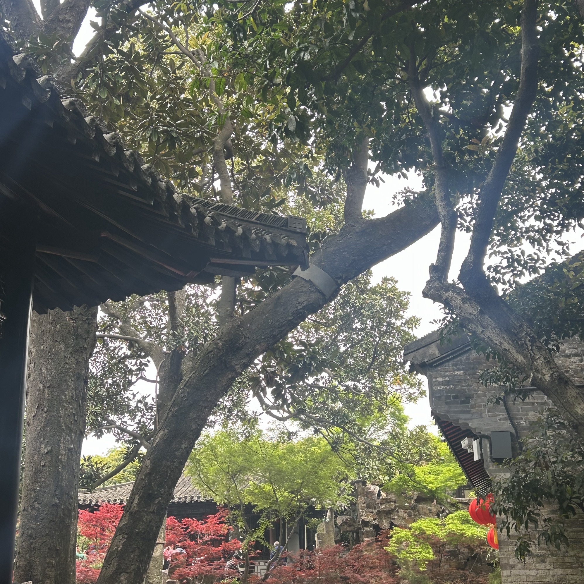 个园旅行图片 2