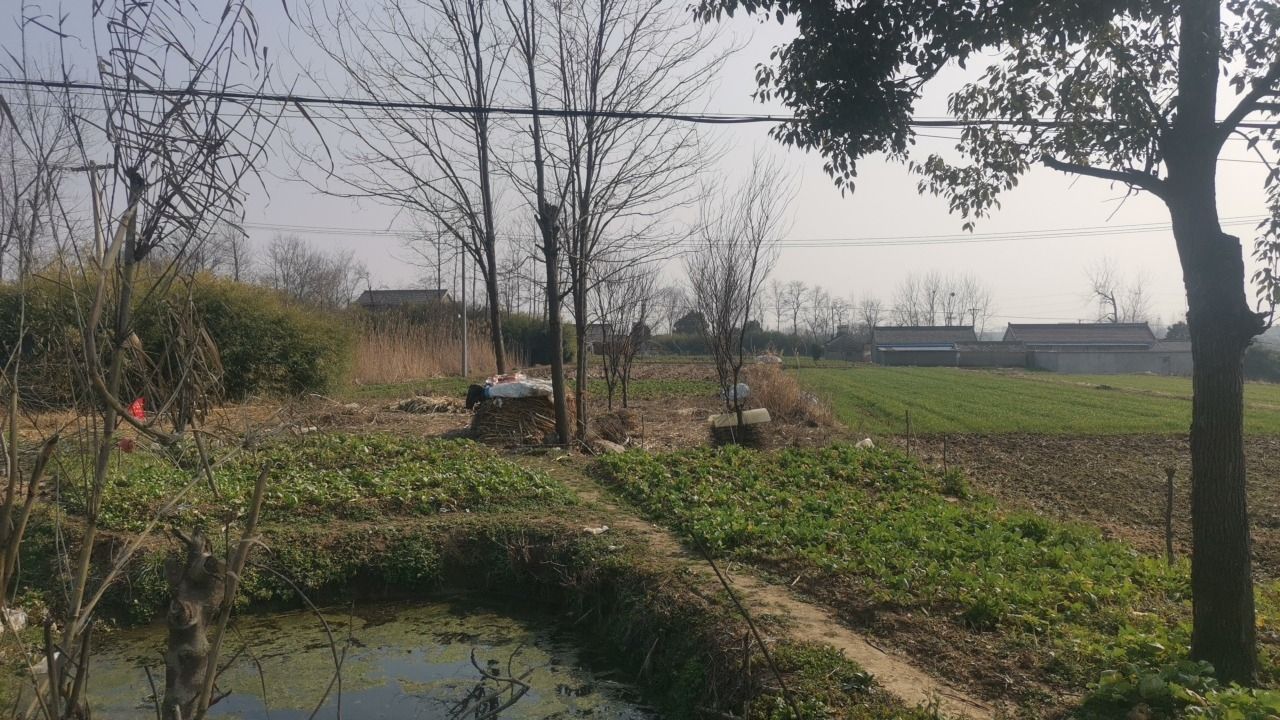 神墩古文化遗址旅行图片 1