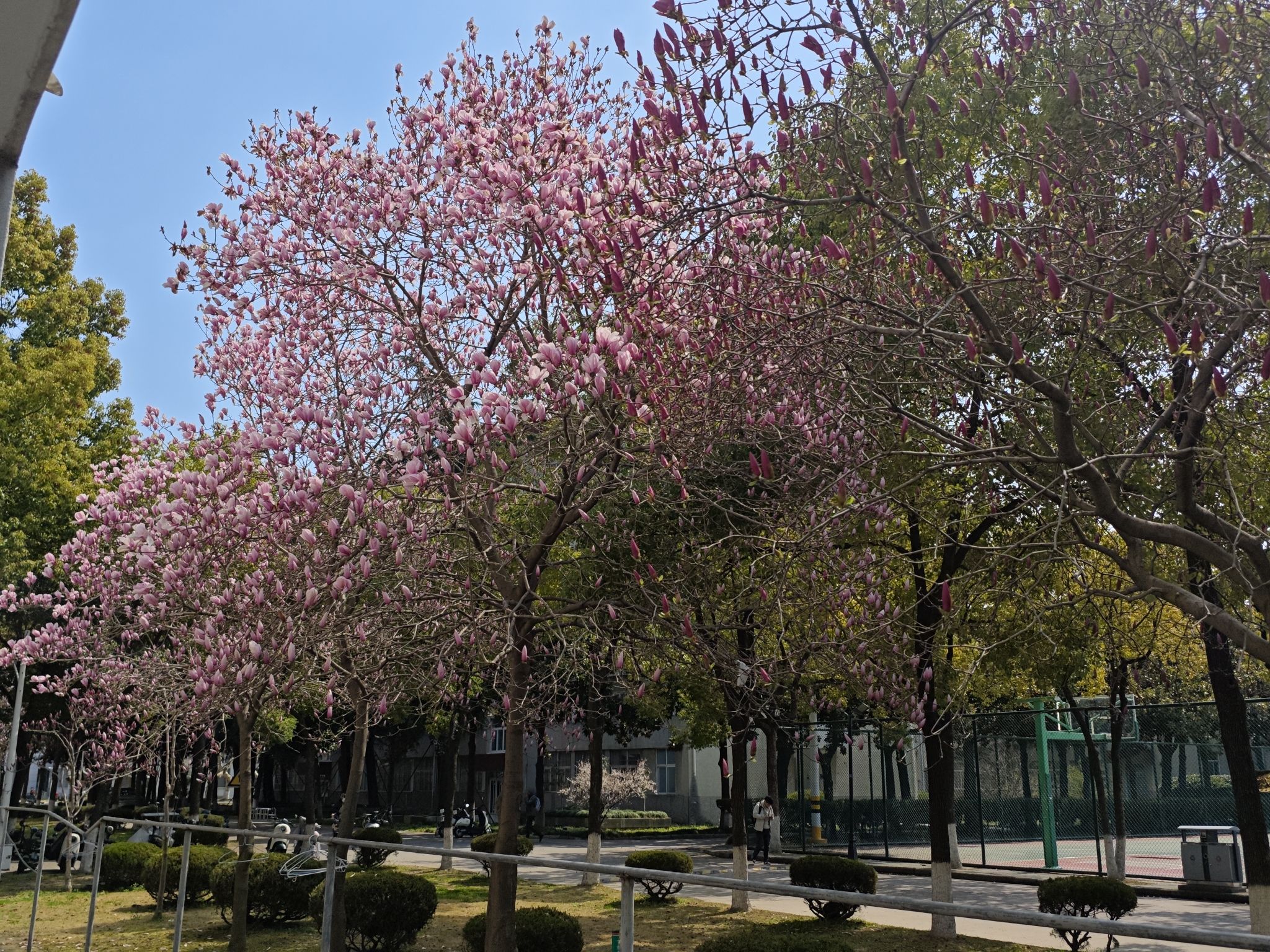扬州大学(文汇路校区)