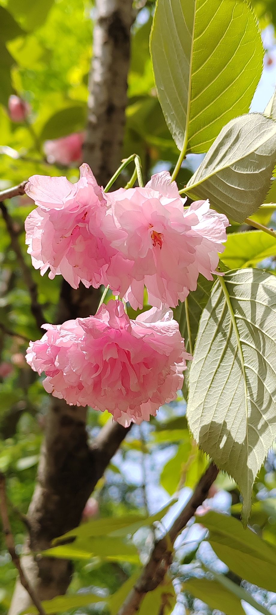 蜀冈西峰生态公园旅行图片 1