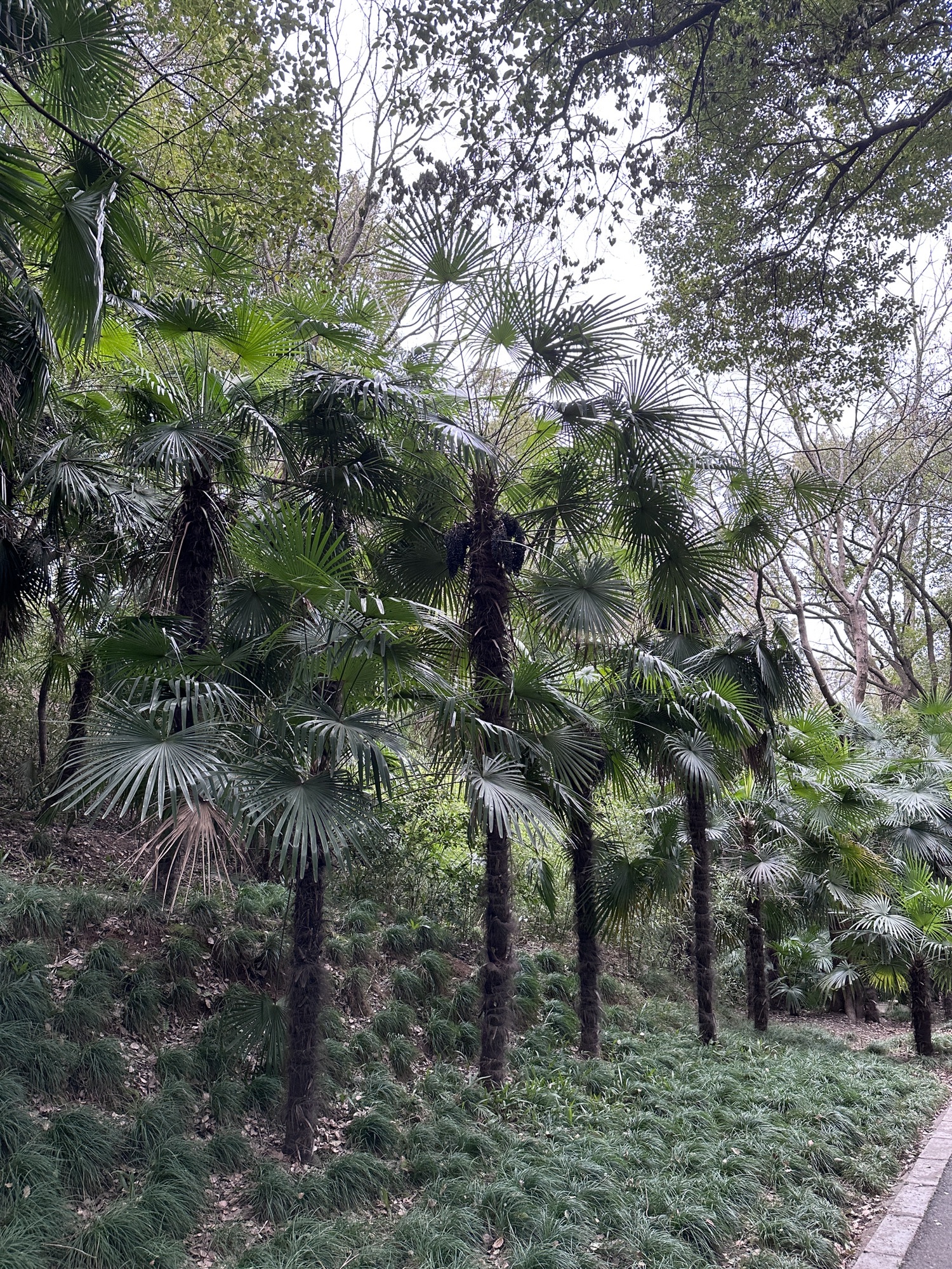 蜀冈西峰生态公园旅行图片 2