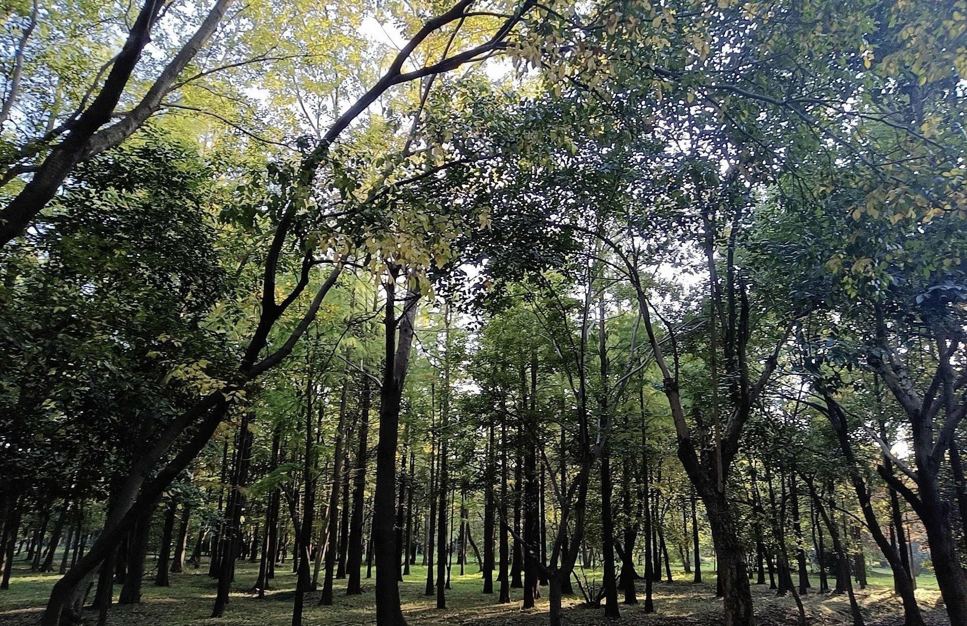 蜀冈西峰生态公园旅行图片 3