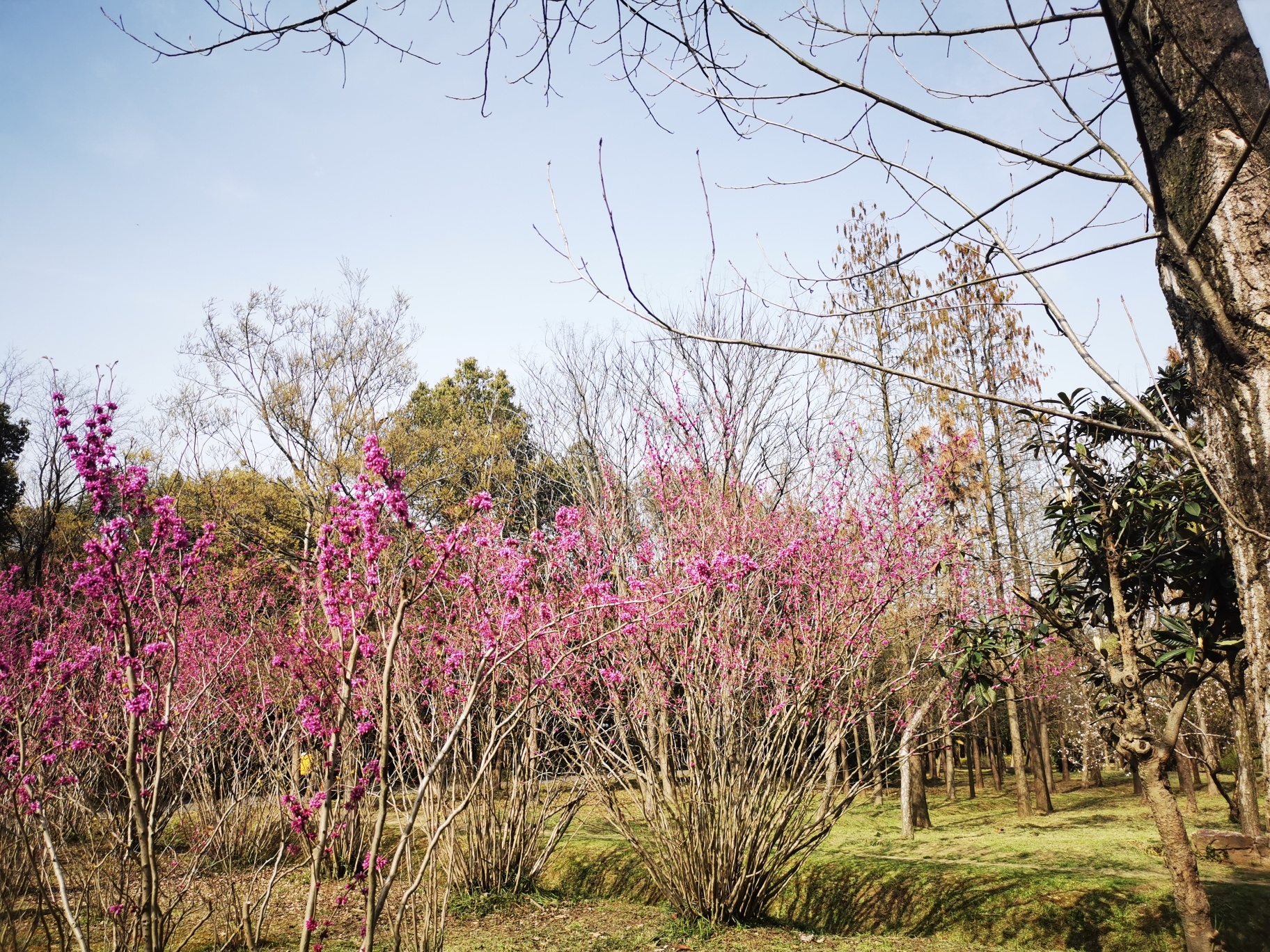 蜀冈西峰生态公园旅行图片 1