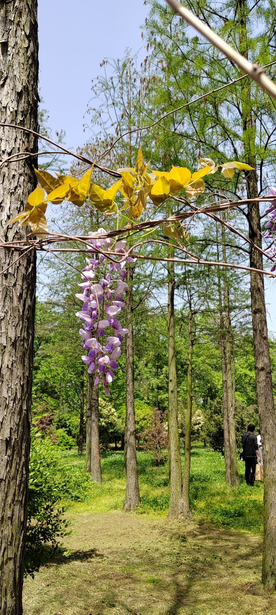 蜀冈西峰生态公园旅行图片 2