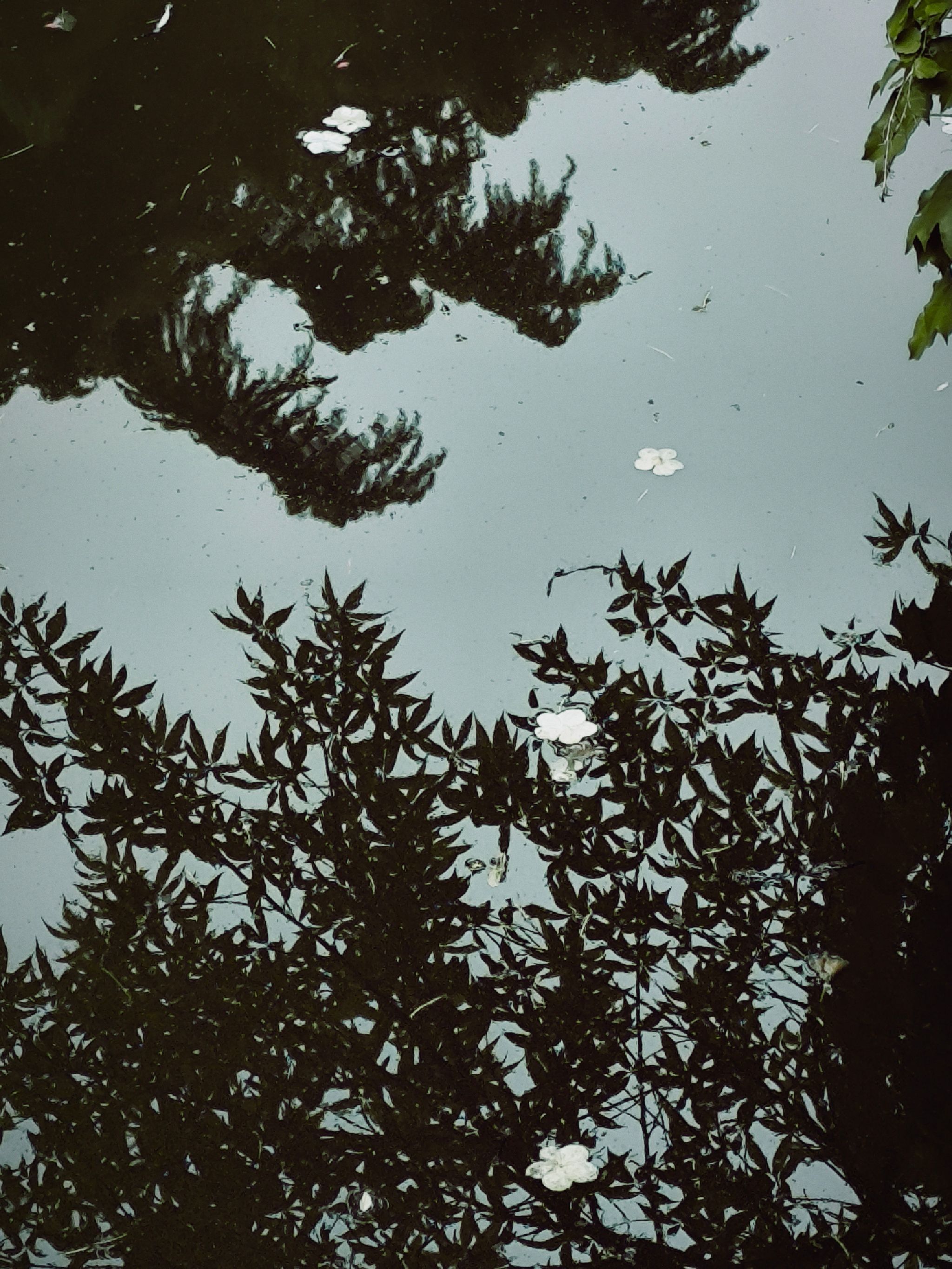 琼花观旅行图片 1