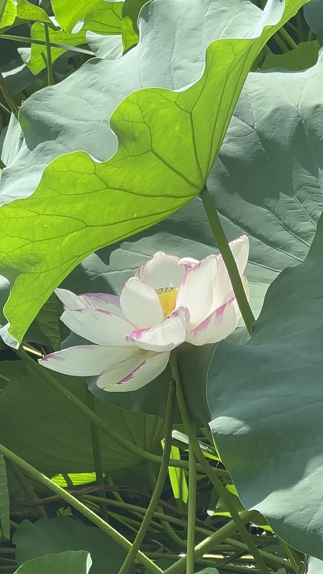 荷花池公园旅行图片 2