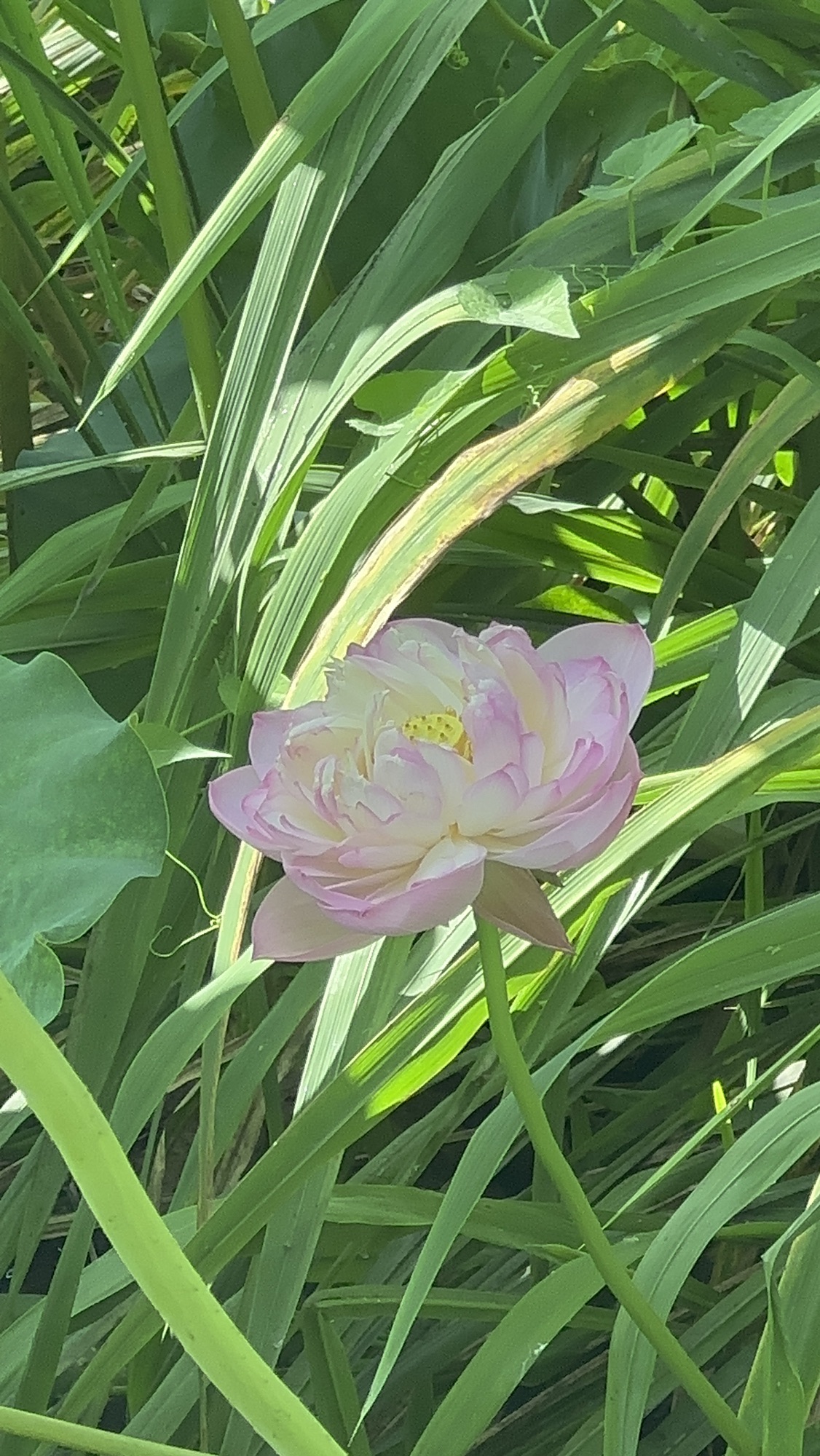 荷花池公园旅行图片 3