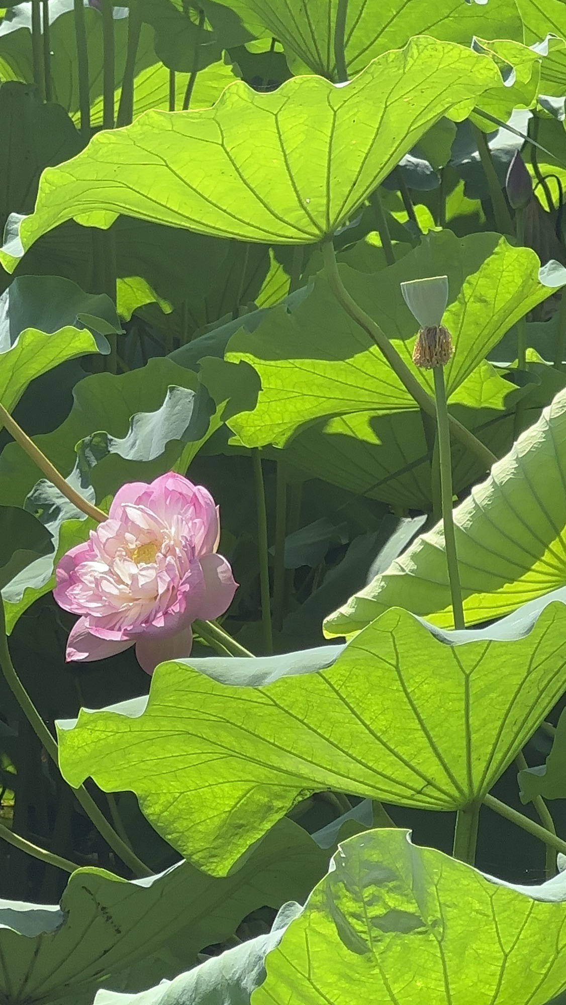 荷花池公园旅行图片 1
