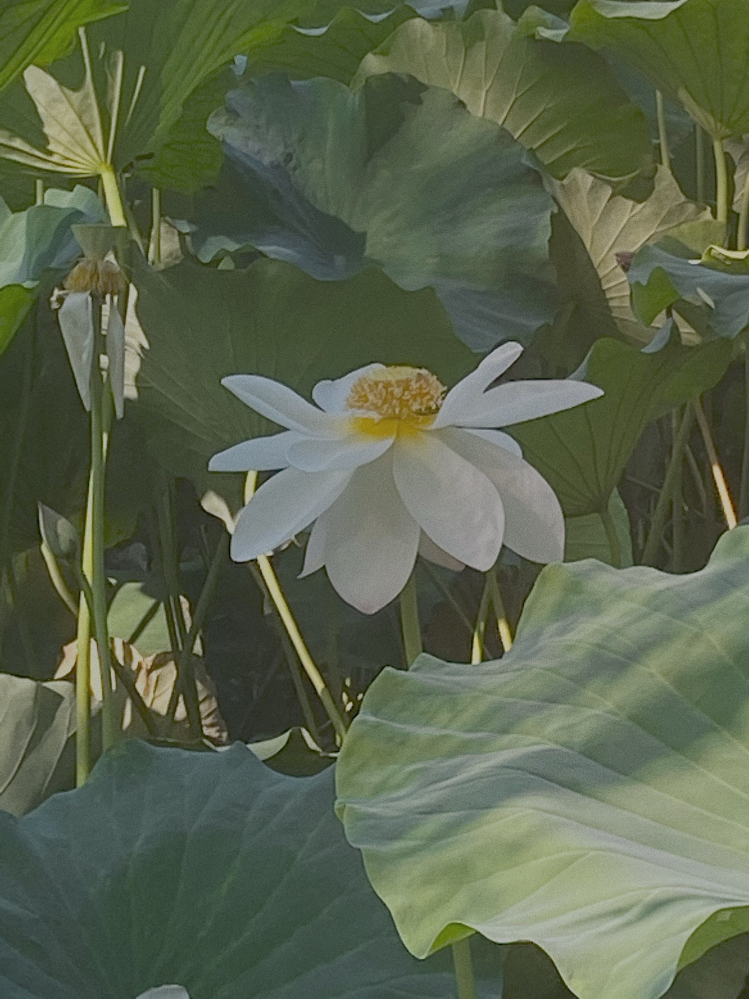 荷花池公园旅行图片 2