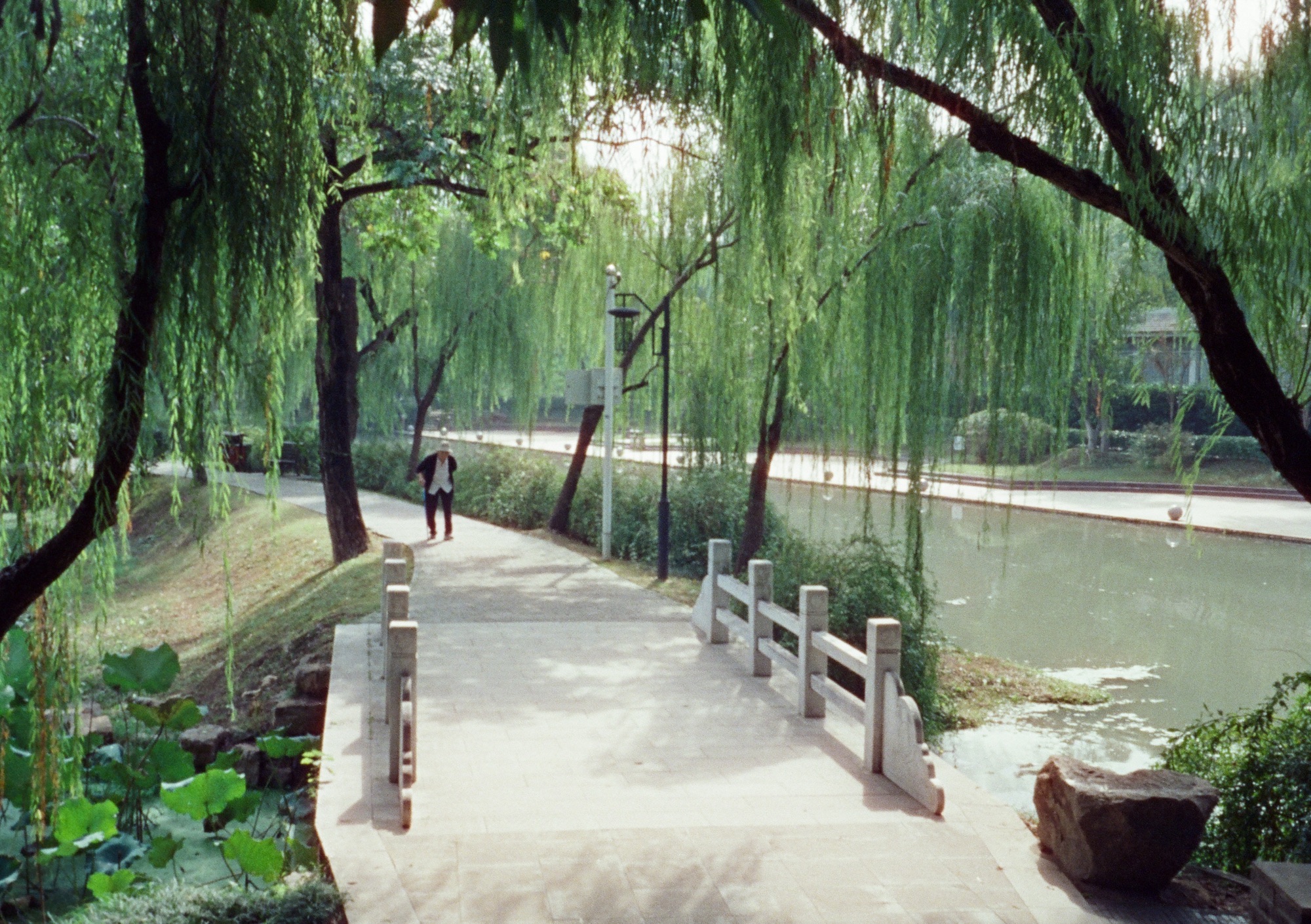 荷花池公园旅行图片 1