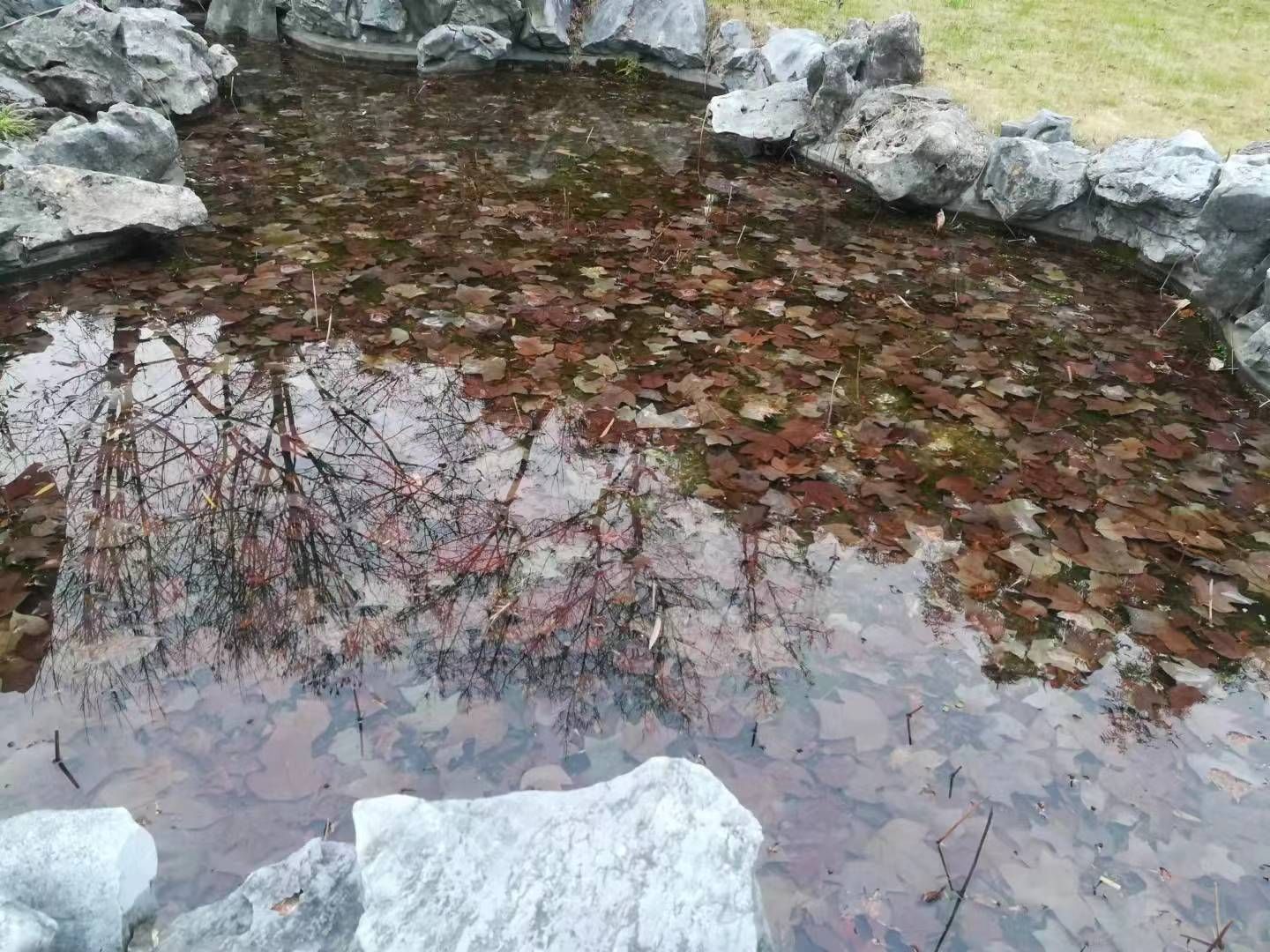 荷花池公园旅行图片 3