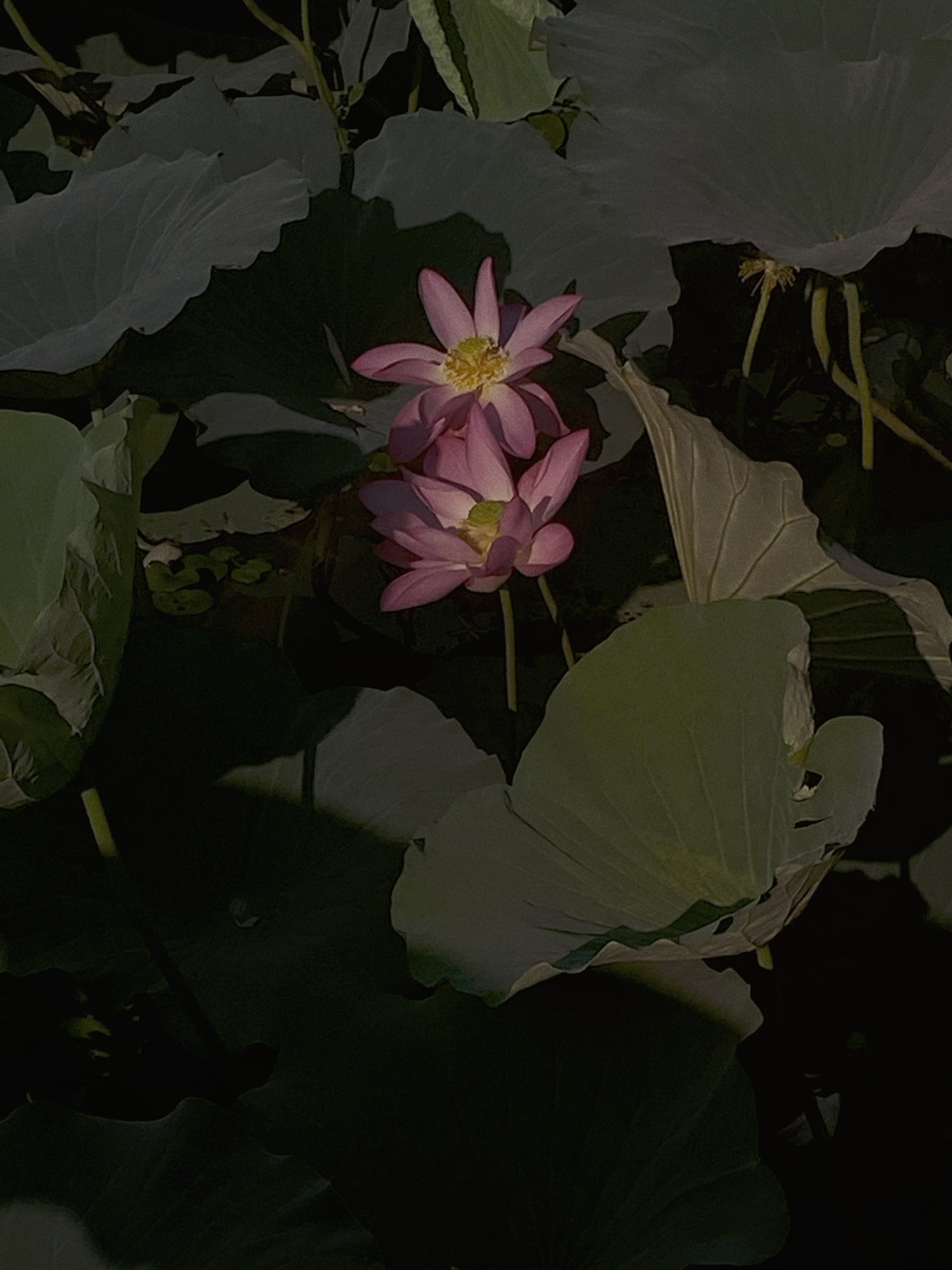 荷花池公园旅行图片 3