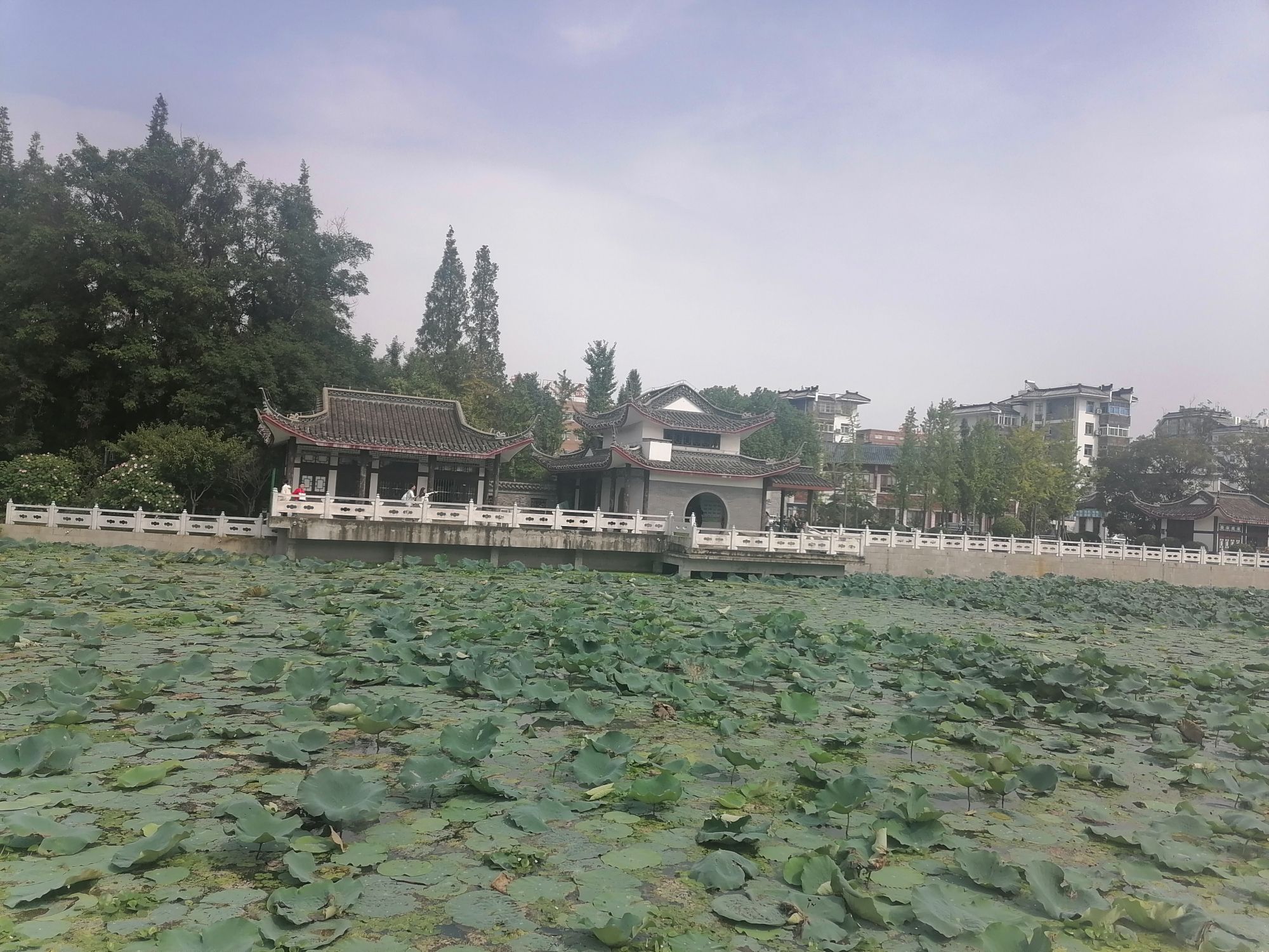 荷花池公园旅行图片 2