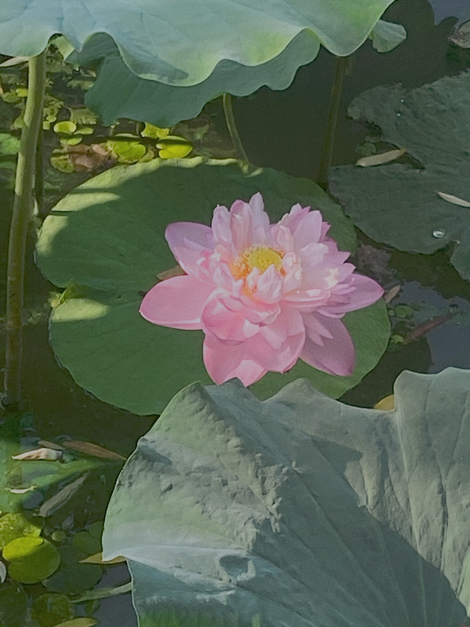 荷花池公园旅行图片 1