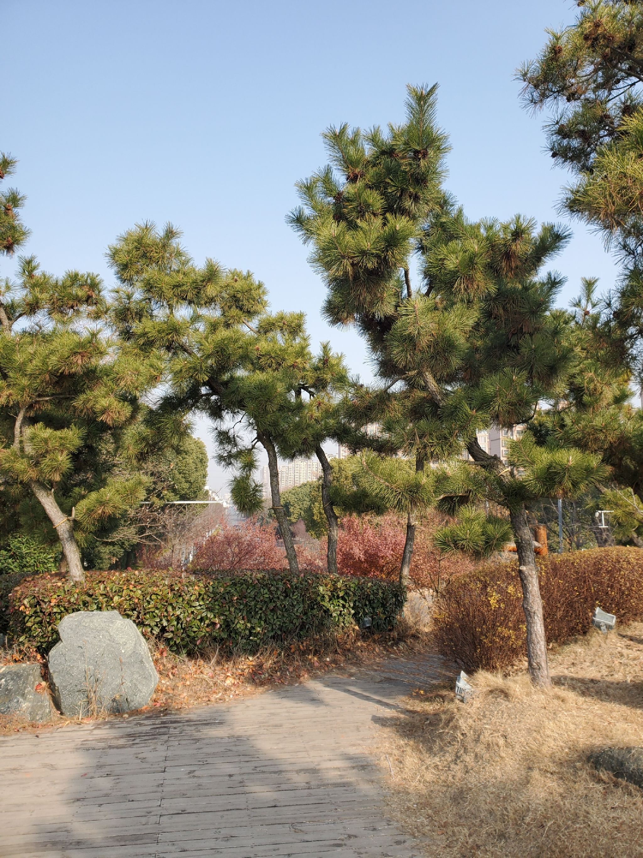扬子江公园旅行图片 1