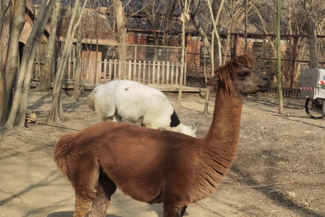 扬州凤凰岛生态旅游区旅行图片 2