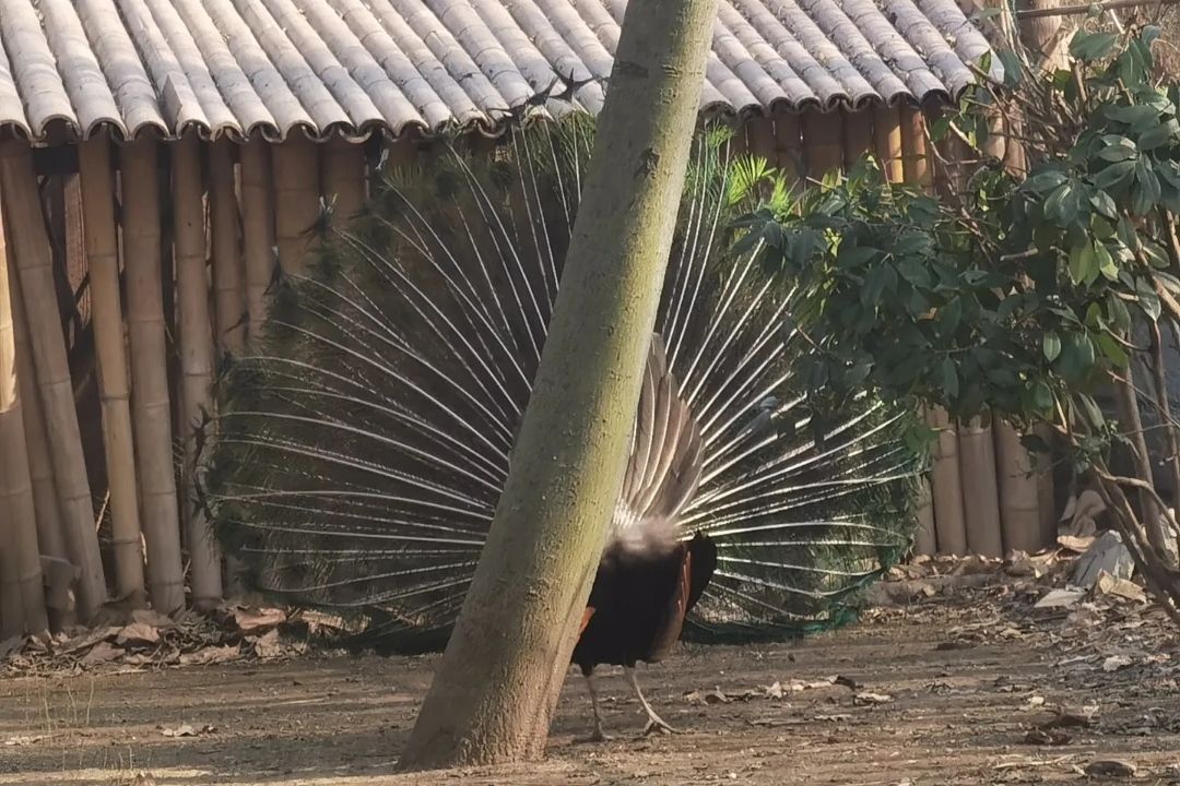 扬州凤凰岛生态旅游区旅行图片 3